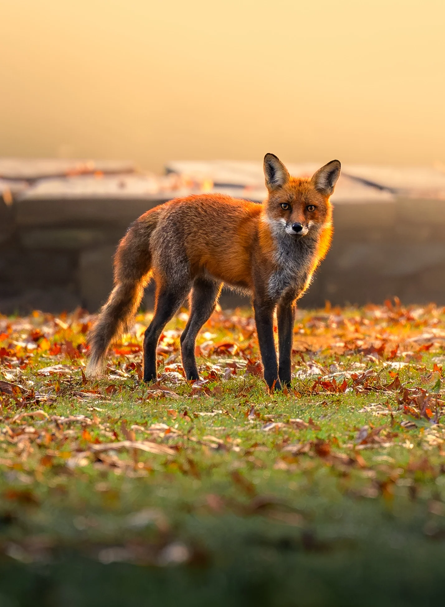 A red fox with a full coat standing in a green meadow with fall colors and leaves on the ground, and golden morning light in the background in new jersey