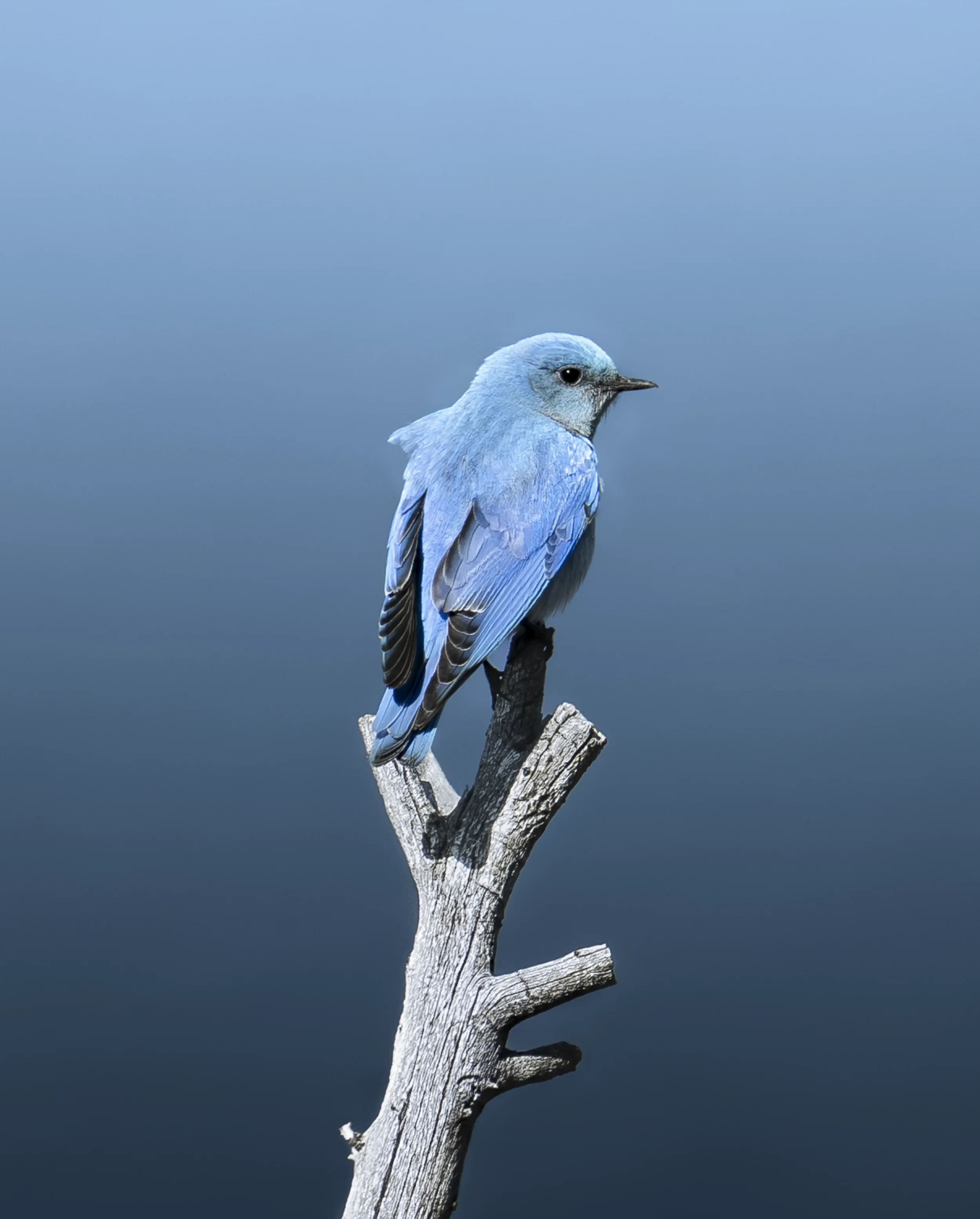 Mountain Bluebird copy.webp