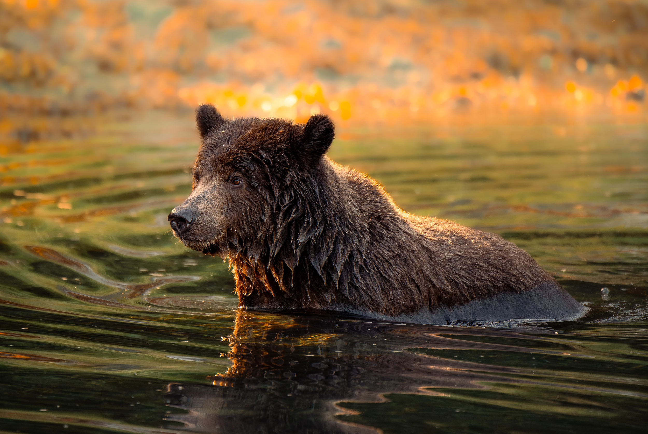 Morning Glory 2:3 ratio.webp