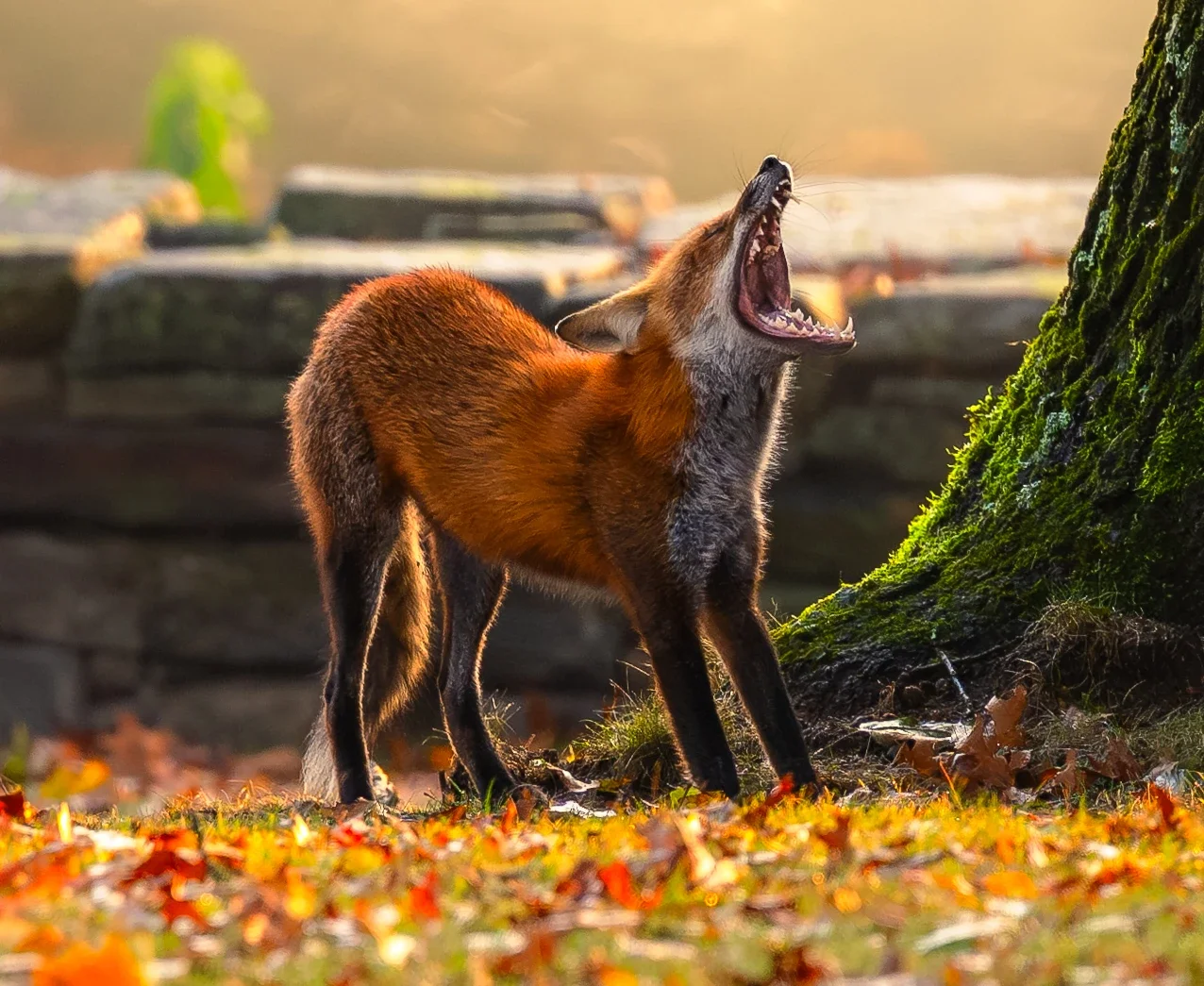 A red fox with a full coat yawning as it wakes up, with fall colors and leaves on the ground, and golden morning light in the background in new jersey
