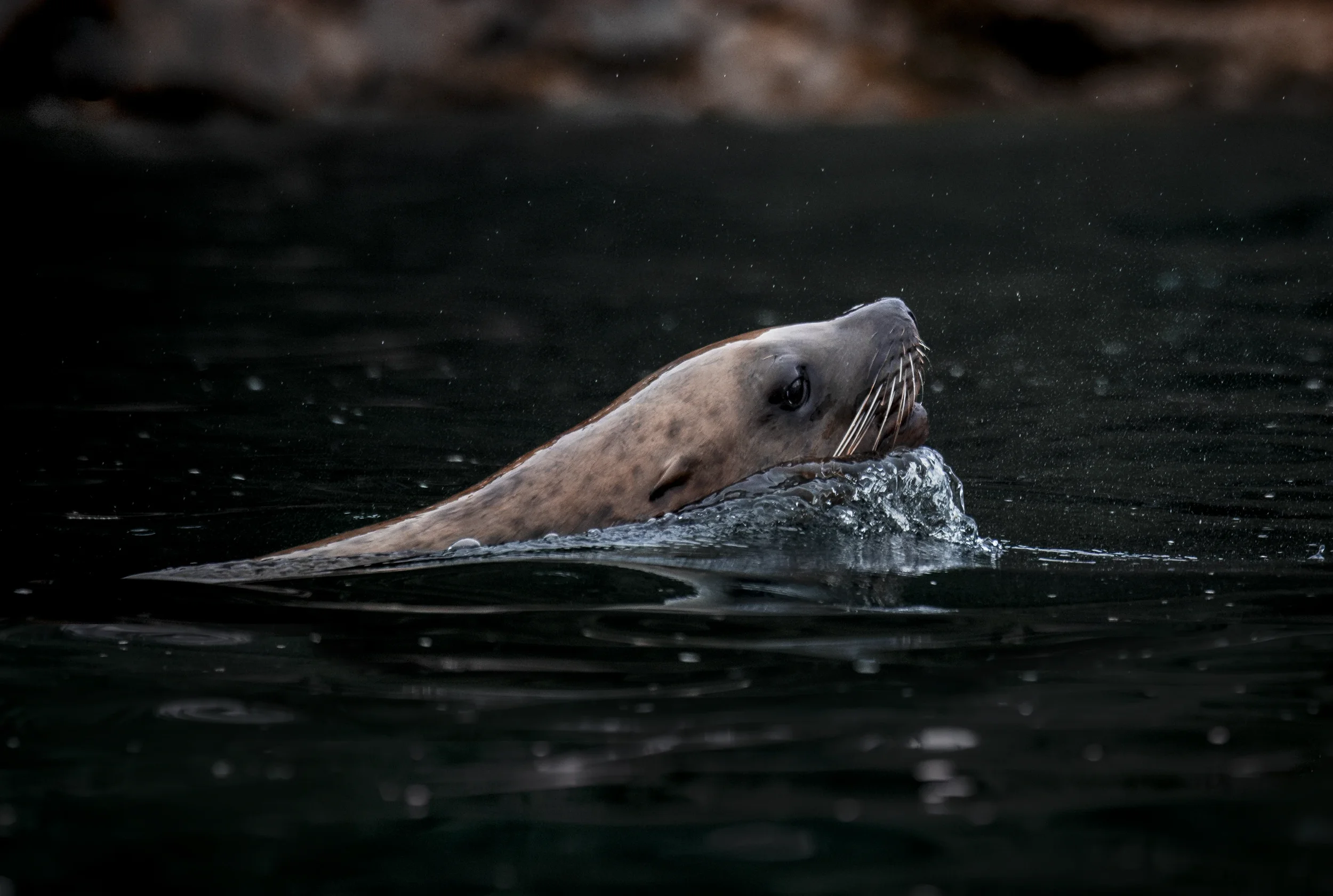 A steller sea lion swimming in a dark ocean, with its head above the water in alaska