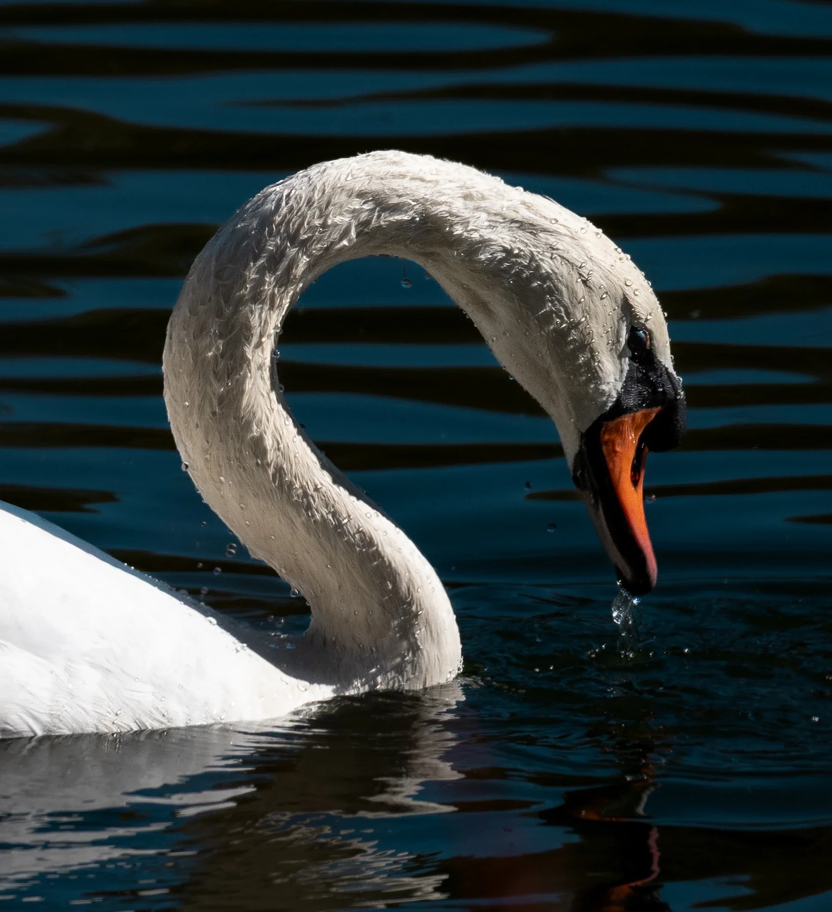 A swan in bright, contrasting sunlight, swimming in a calm lake and fishing with water droplets dripping off its feathers in new jersey.