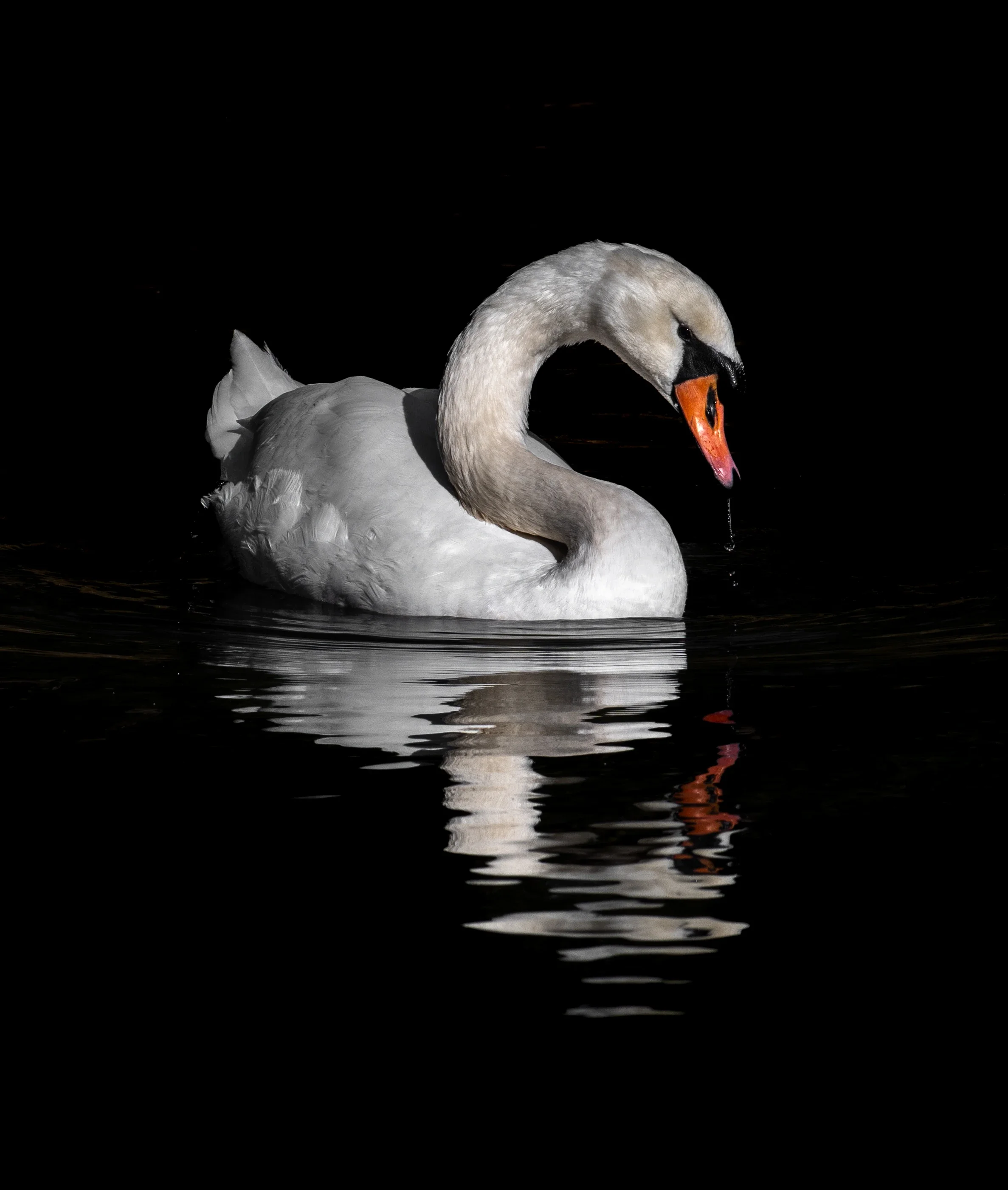 A white swan contrasting with the dark water surrounding it, sitting on a lake, in new jersey