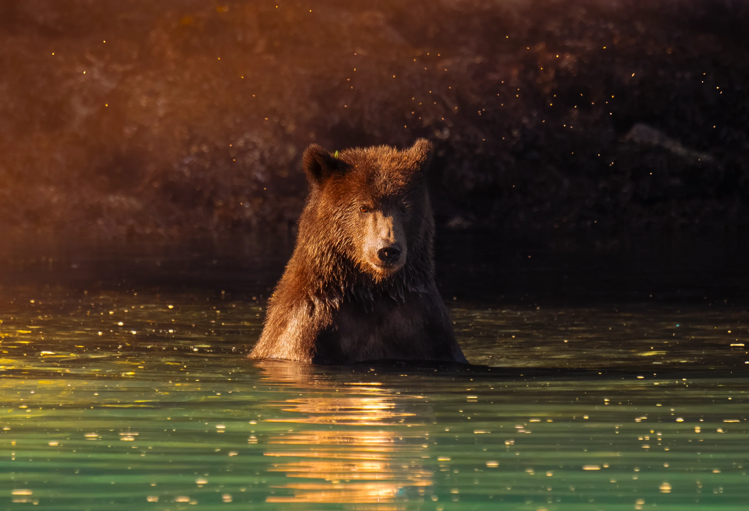 A coastal brown bear standing in a body of water, with a dark, rocky background and golden sunlight reflecting on the water surface, in sitka, alaska.