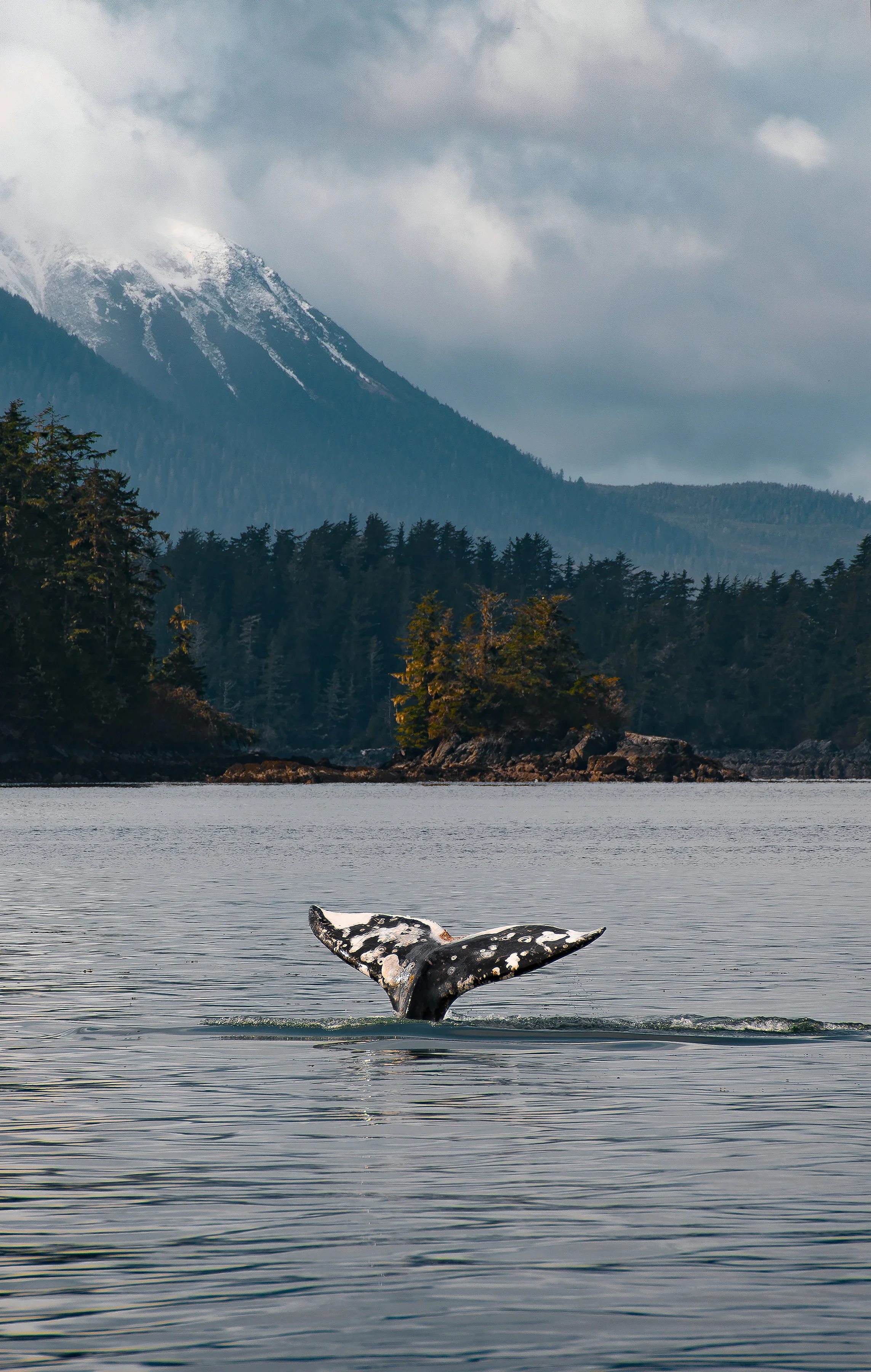 A gray whale fluke in the middle of a calm ocean in front of mount egecumbe in sitka, alaska.