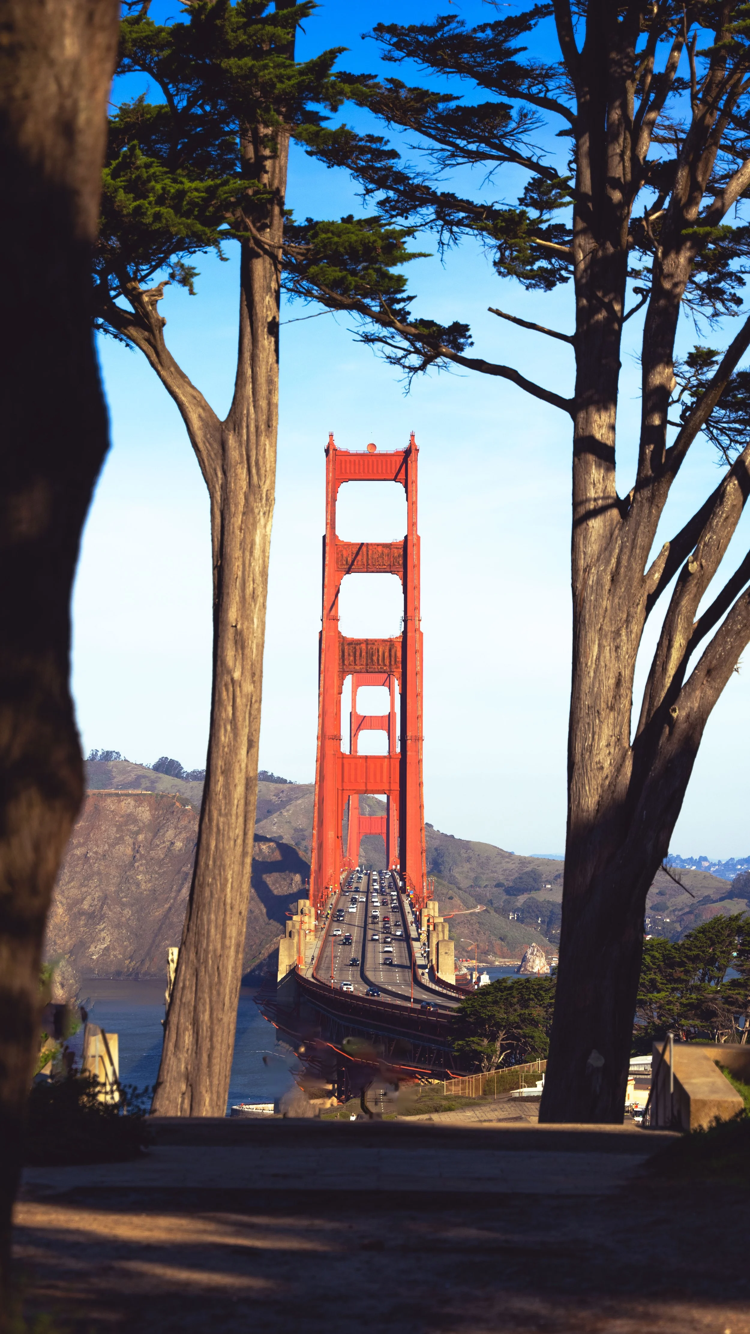 GOLDEN GATE TREE_11.jpg