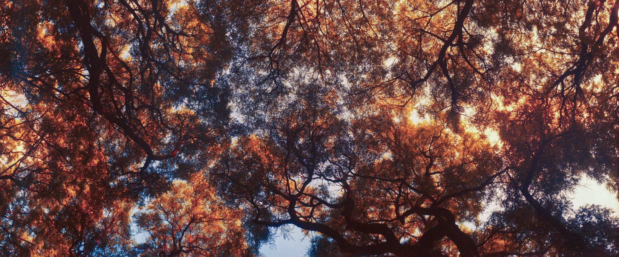 ARBOLES ALAMEDA MERGE INTAGRAM EDIT_.png