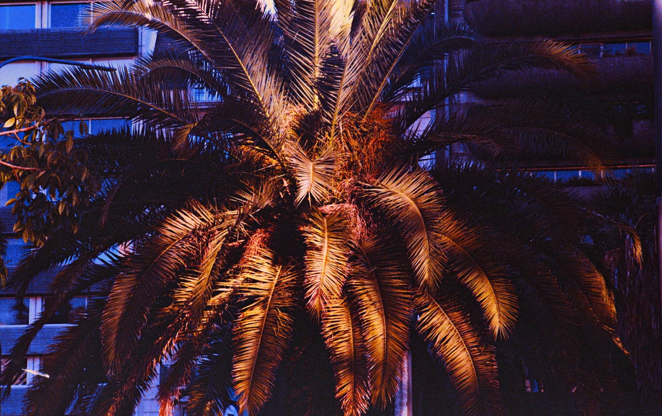 PALMERA BS AS MERGE INSTA EDIT.png