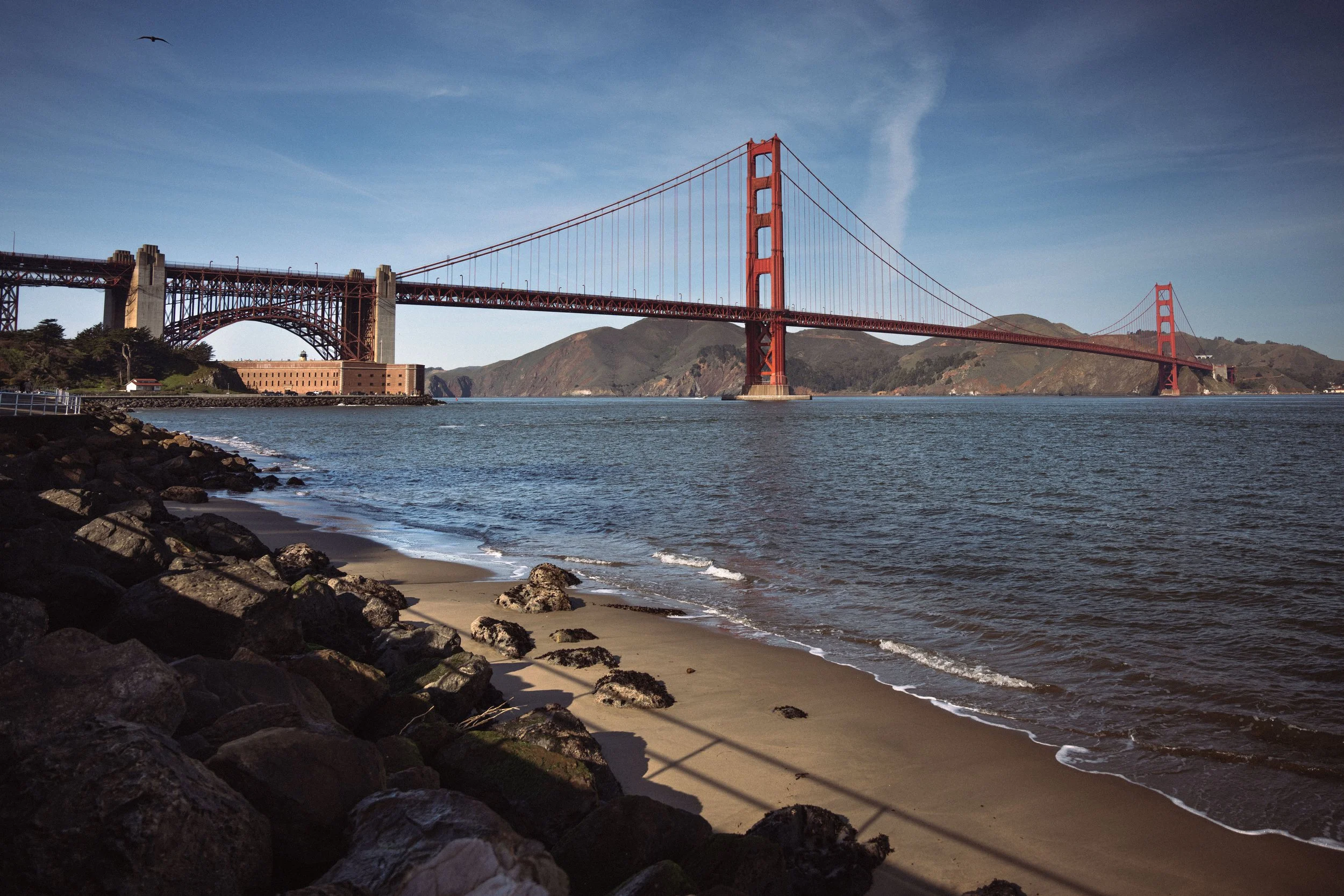 GOLDEN GATE TREE_3.jpg