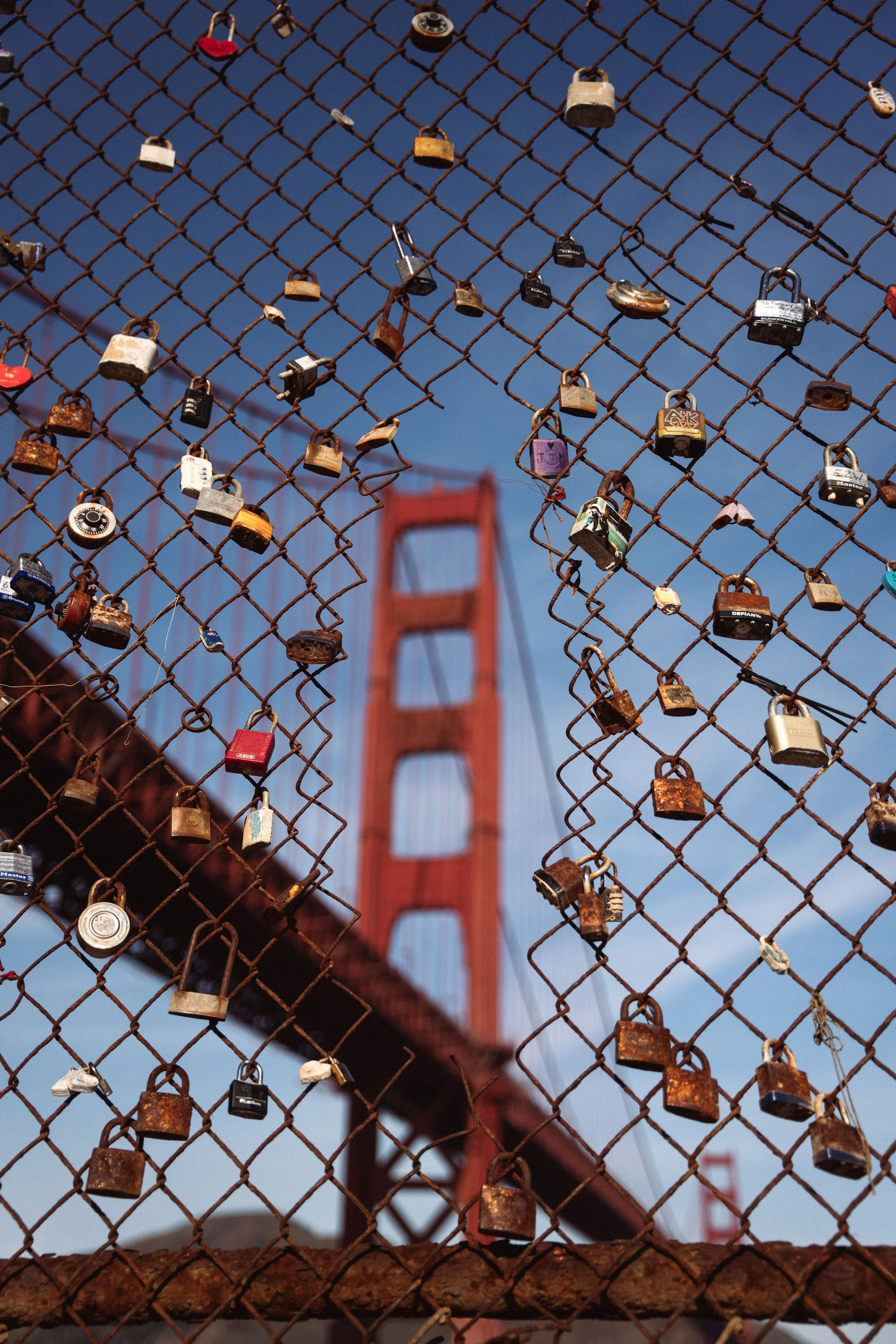 GOLDEN GATE TREE_9.jpg
