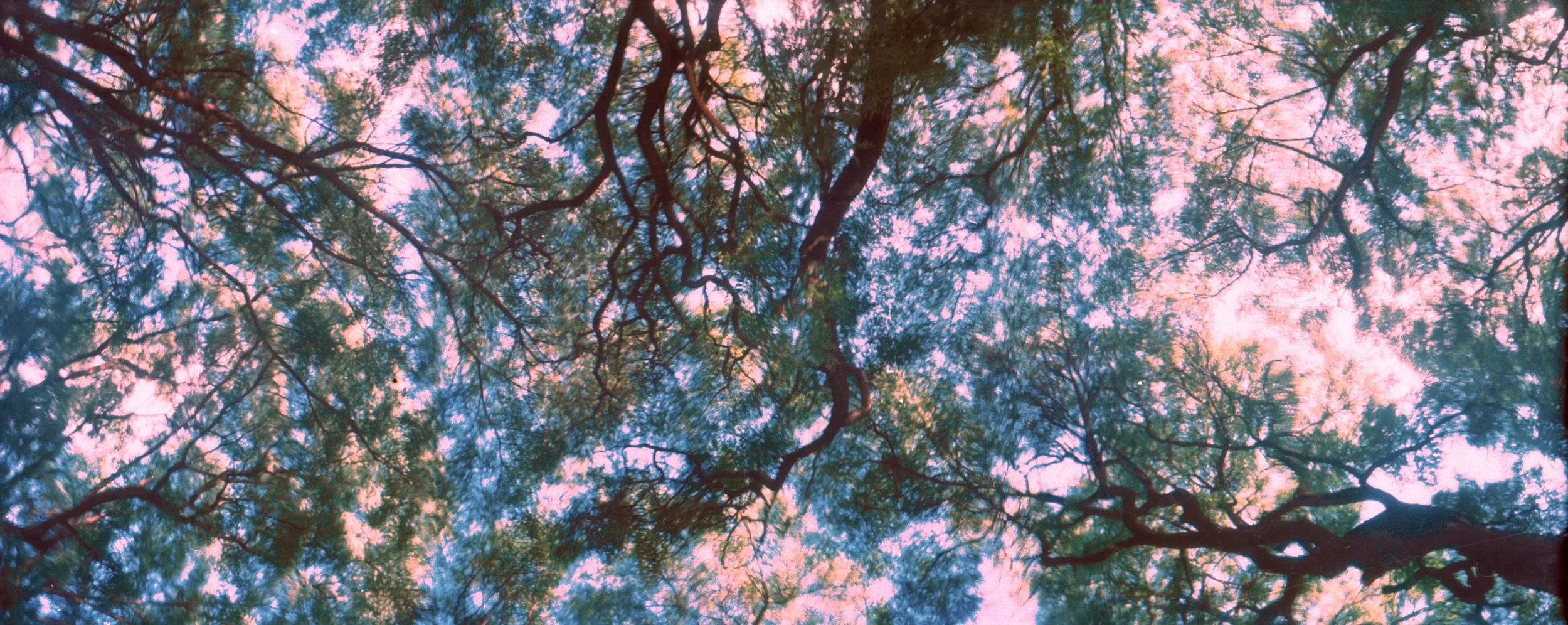 ARBOLES COLOR WIDELUX FLICKER FULL DOWNLOAD.jpg