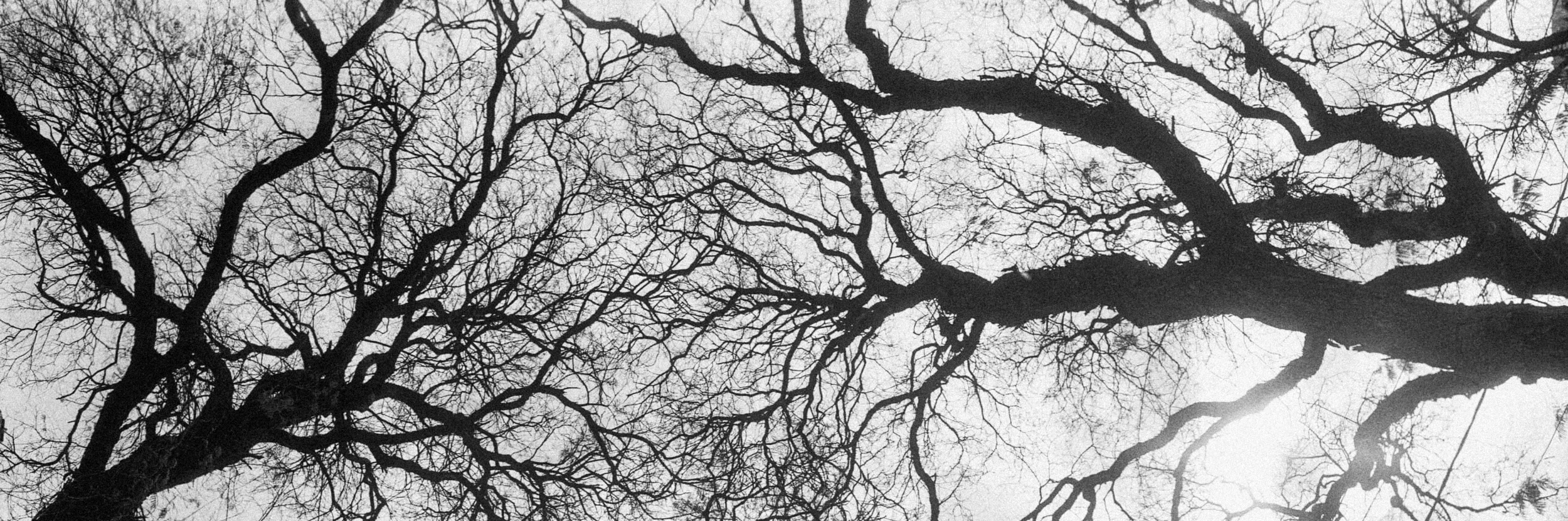 ARBOL ELECTRICO MERGE INSTA EDIT.png