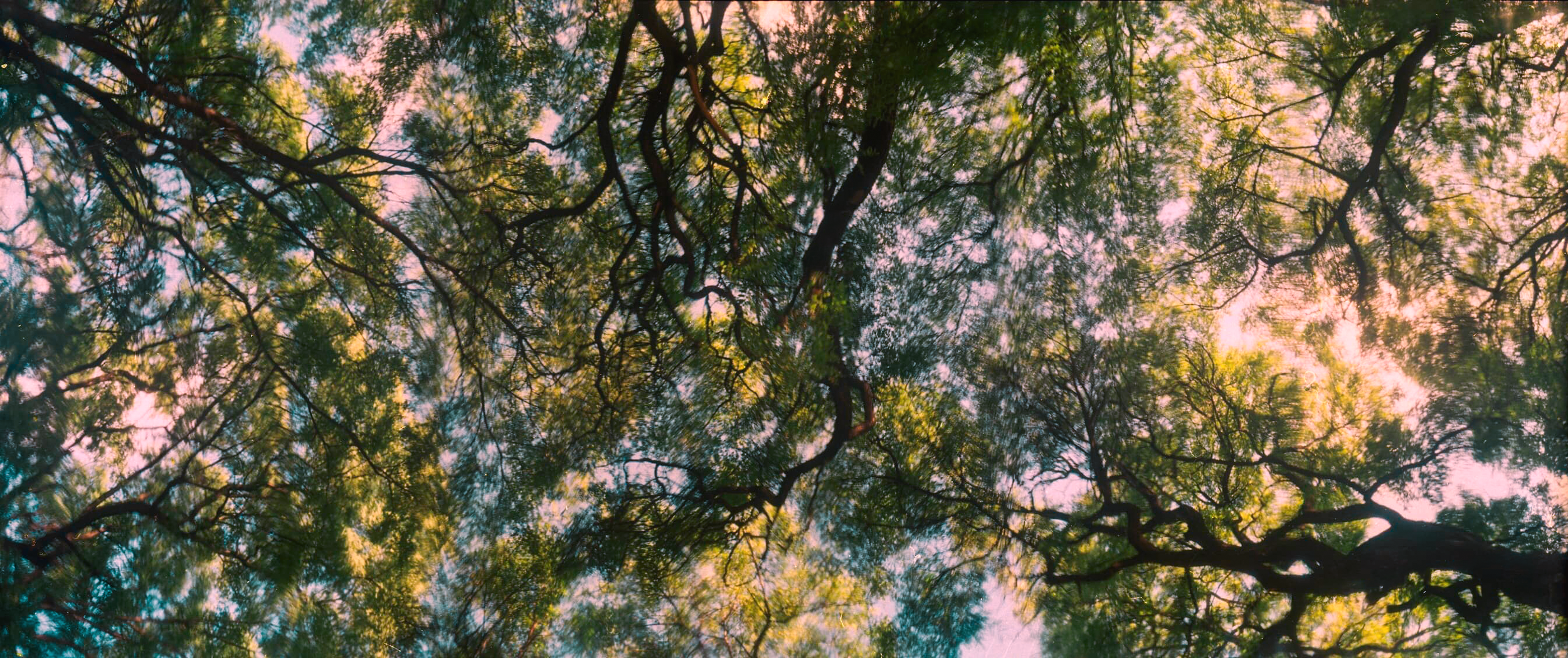 ARBOLES ALAMEDA 3 MERGE INSTA EDIT.png