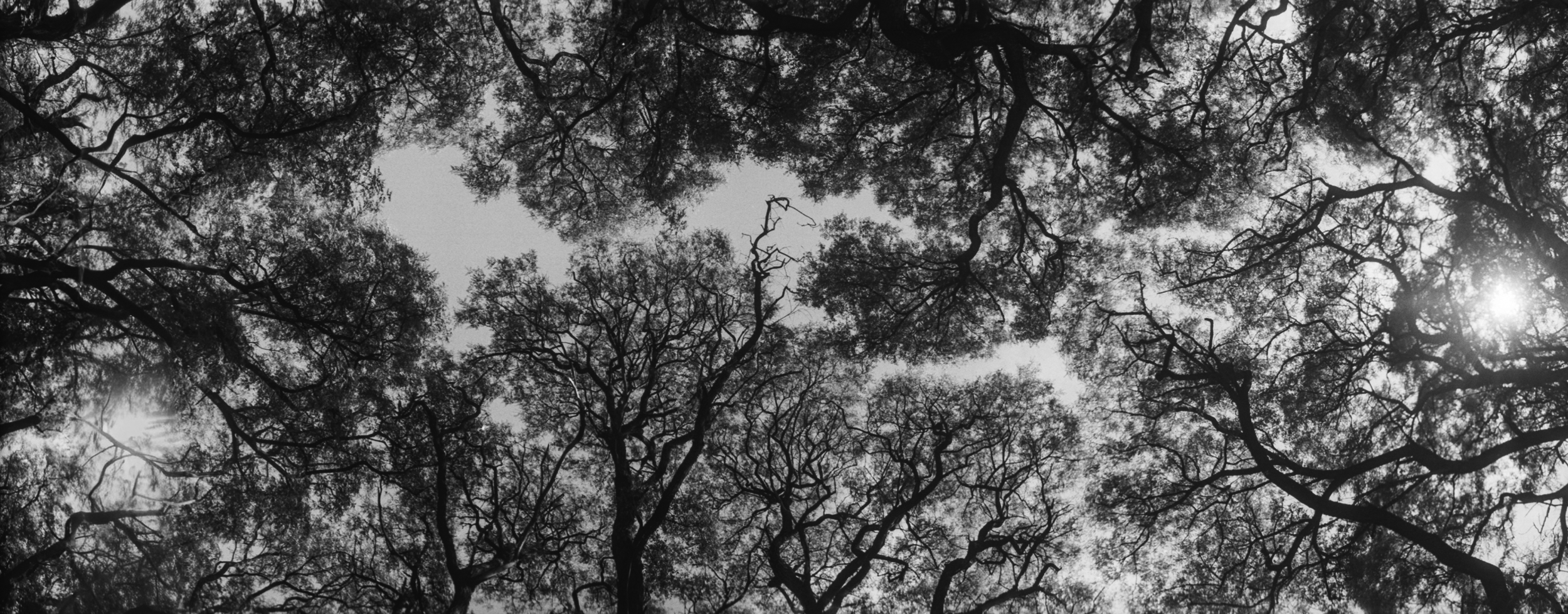 ARBOLES ALAMEDA  copy baja.png