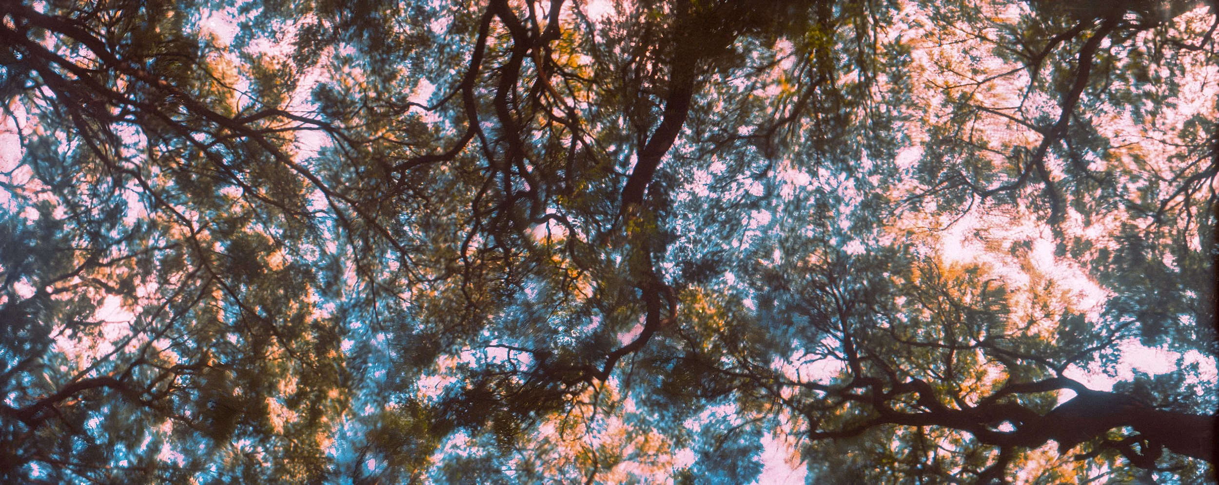 ARBOLES PANORAMA.jpg