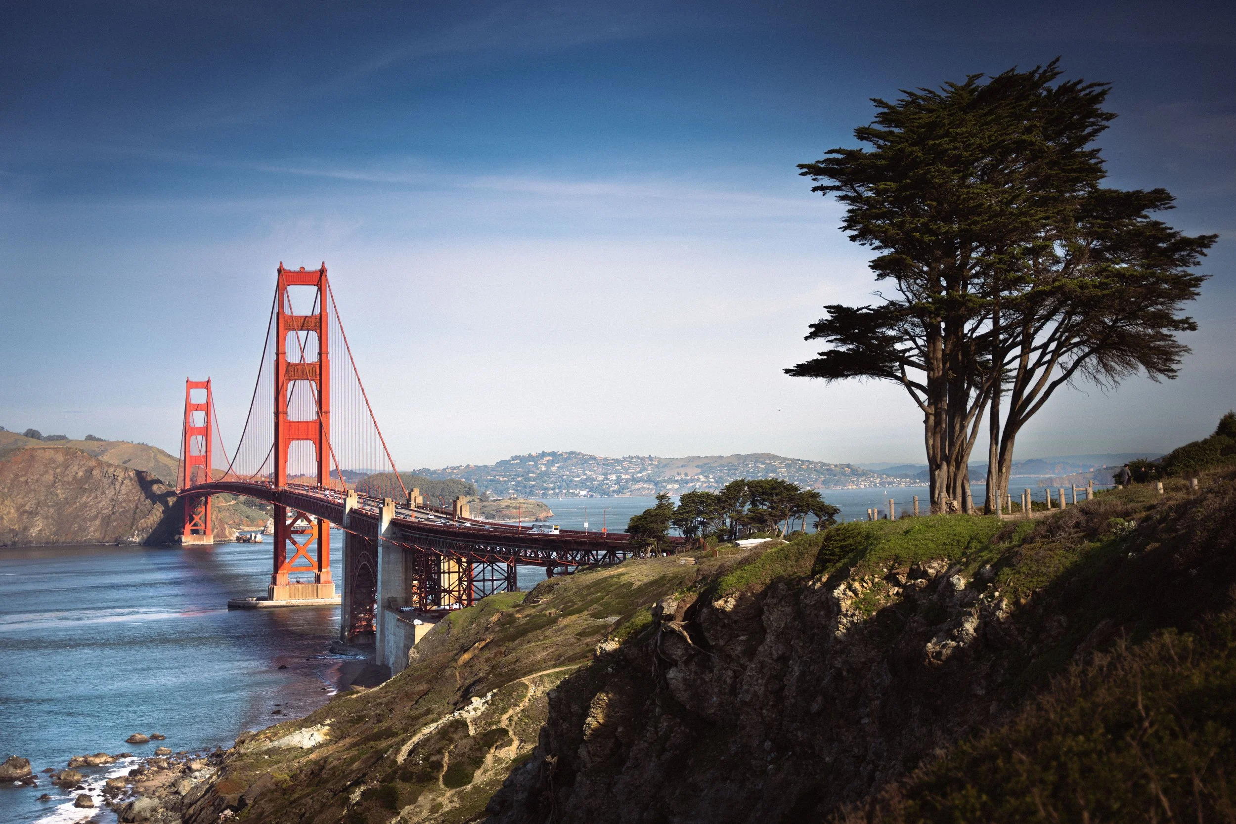 GOLDEN GATE TREE_1.jpg