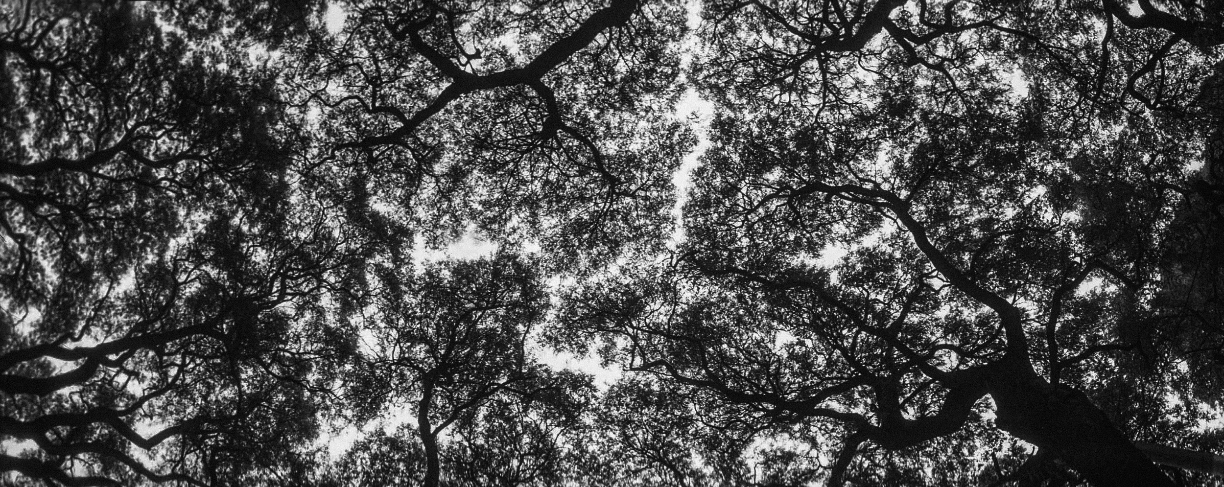 TREES WIDELUX MERGE INSTA EDIT.png