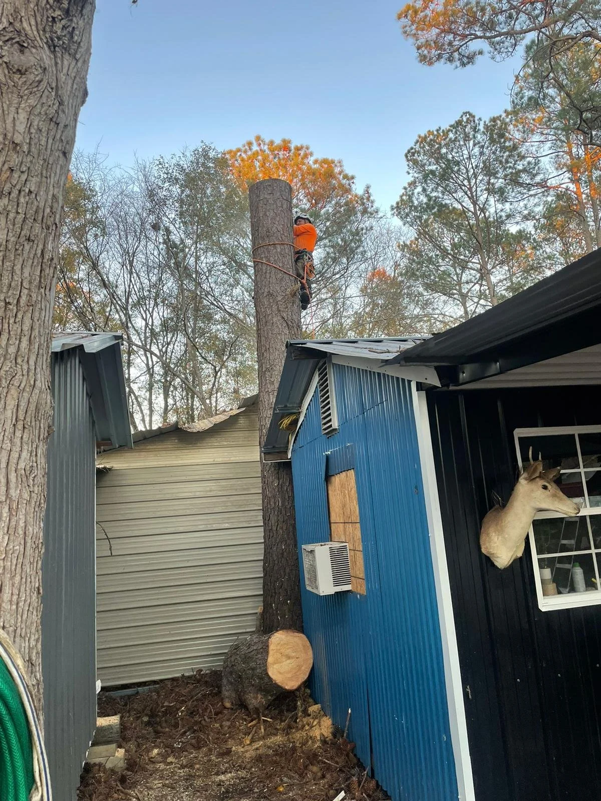 Dominguez Tree Service gallery 6