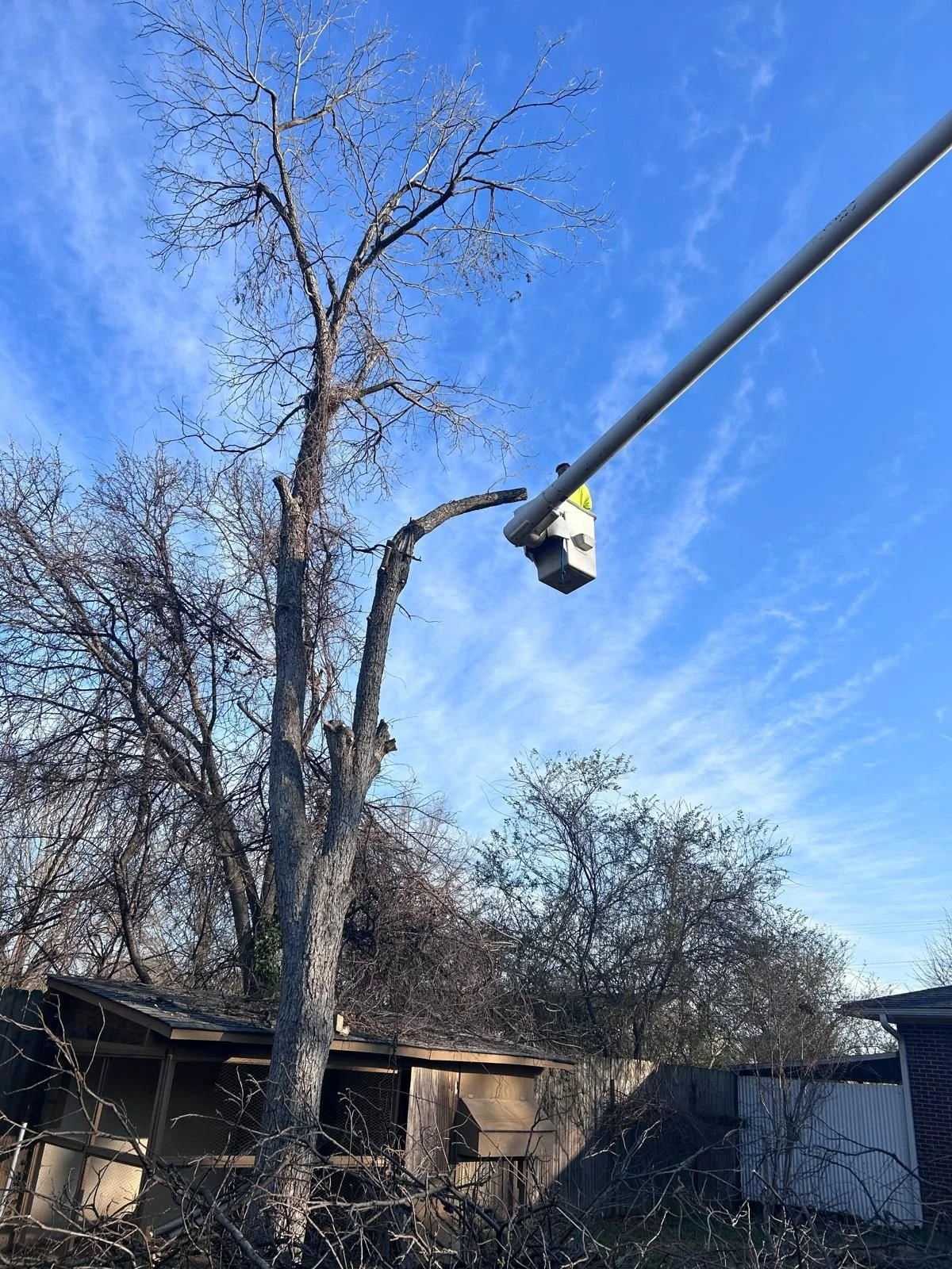 Dominguez Tree Service gallery 7