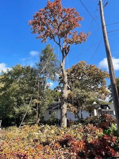 Dominguez Tree Service gallery 3