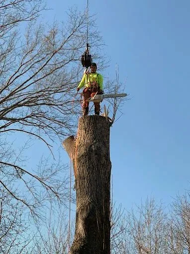 Dominguez Tree Service gallery 2