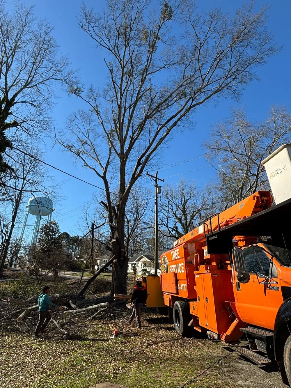 Tree Services in Upstate SC – Dominguez Tree Service LLC