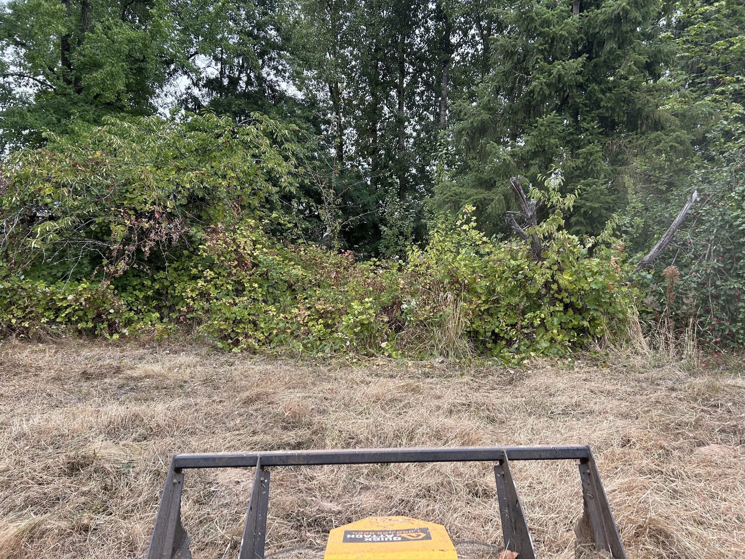View from a lawn mower showing a grassy area with dry grass in the foreground and dense green trees and bushes in the background.