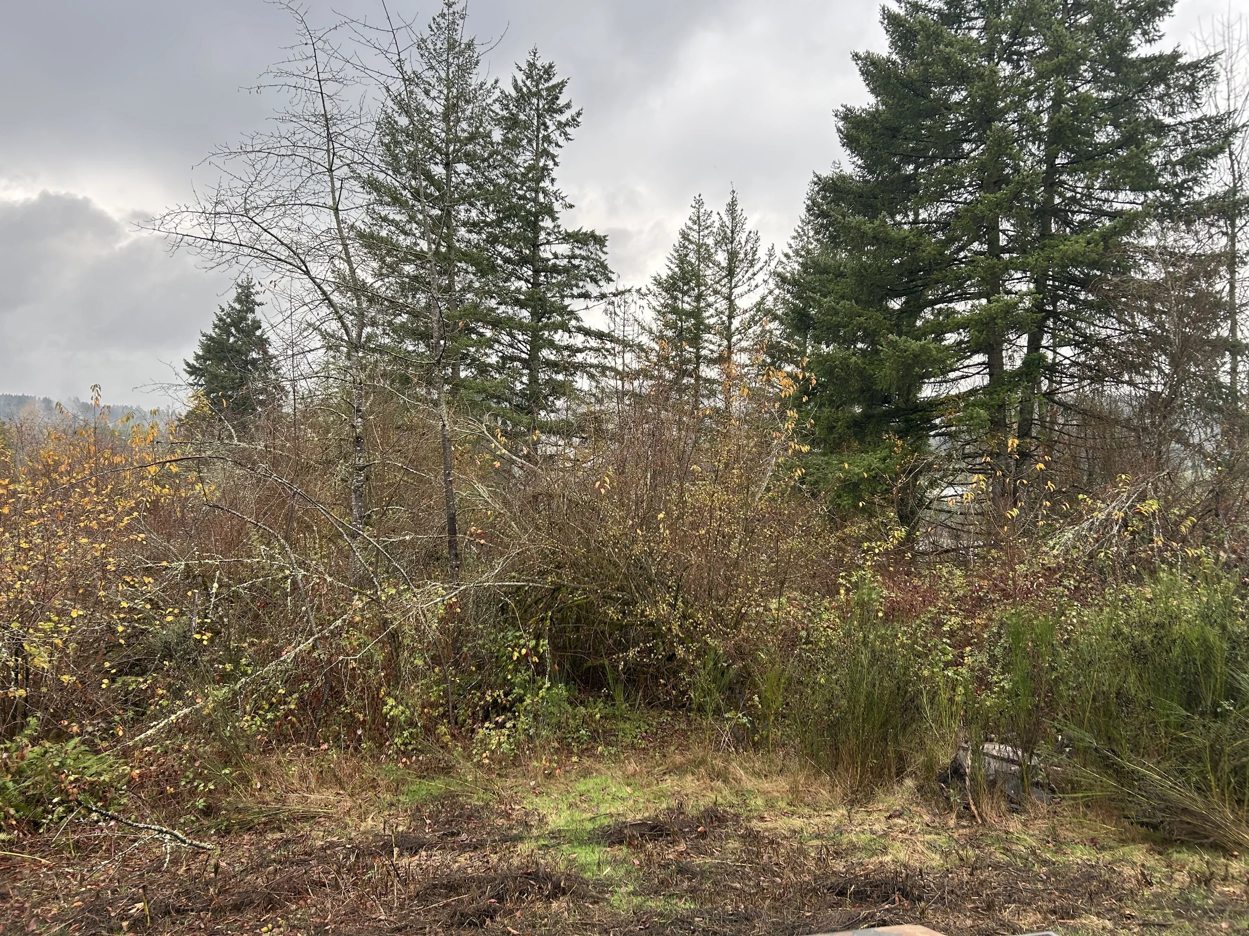 brush clearing