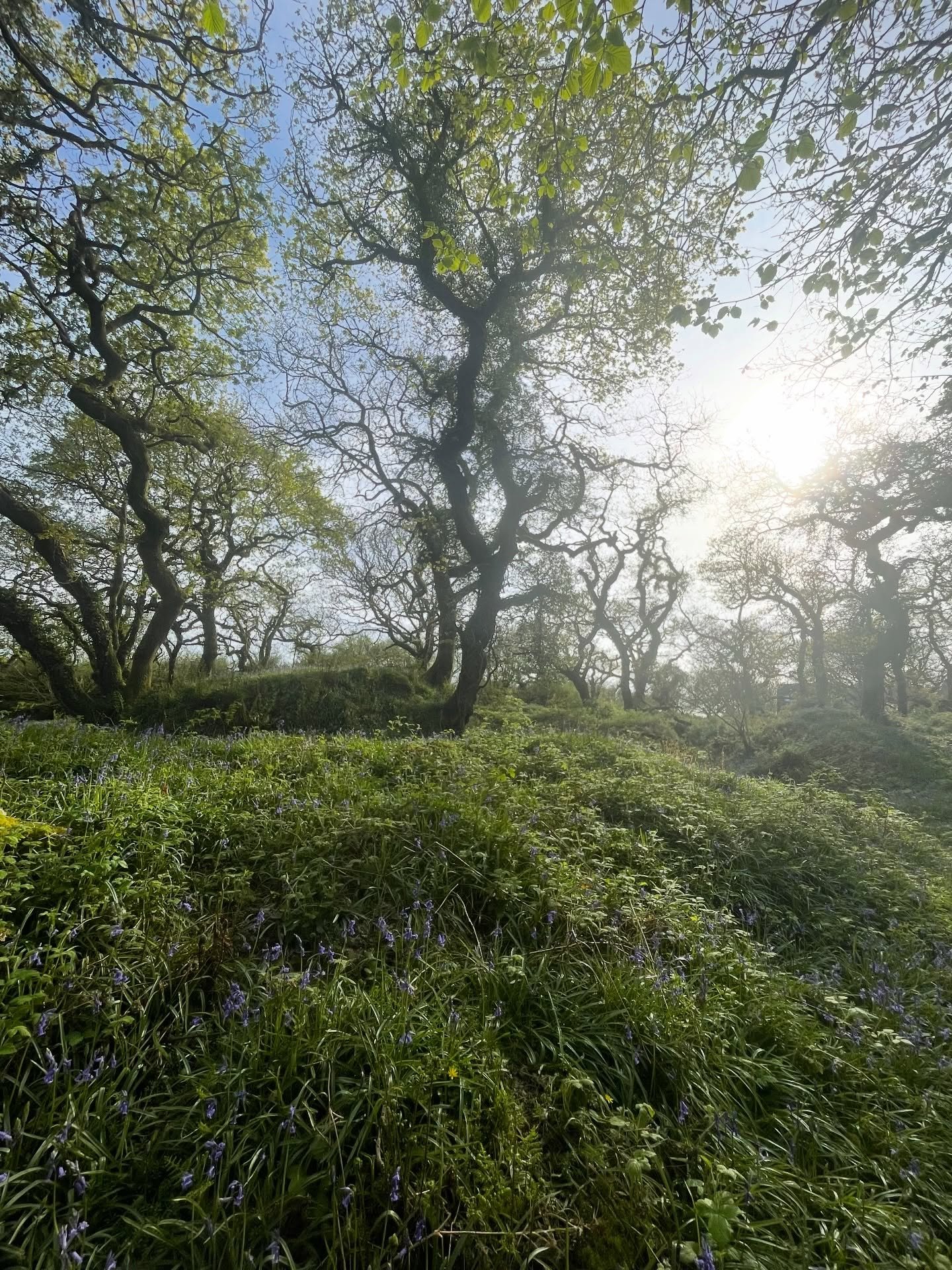 I booked this trip because of the trees. 🌳 

Ancient oaks in a temperate rainforest sounded like something I already knew how to love. I imagined the same wide, grounding presence I feel at home in Epping Forest - the kind you can lean into, wrap yo