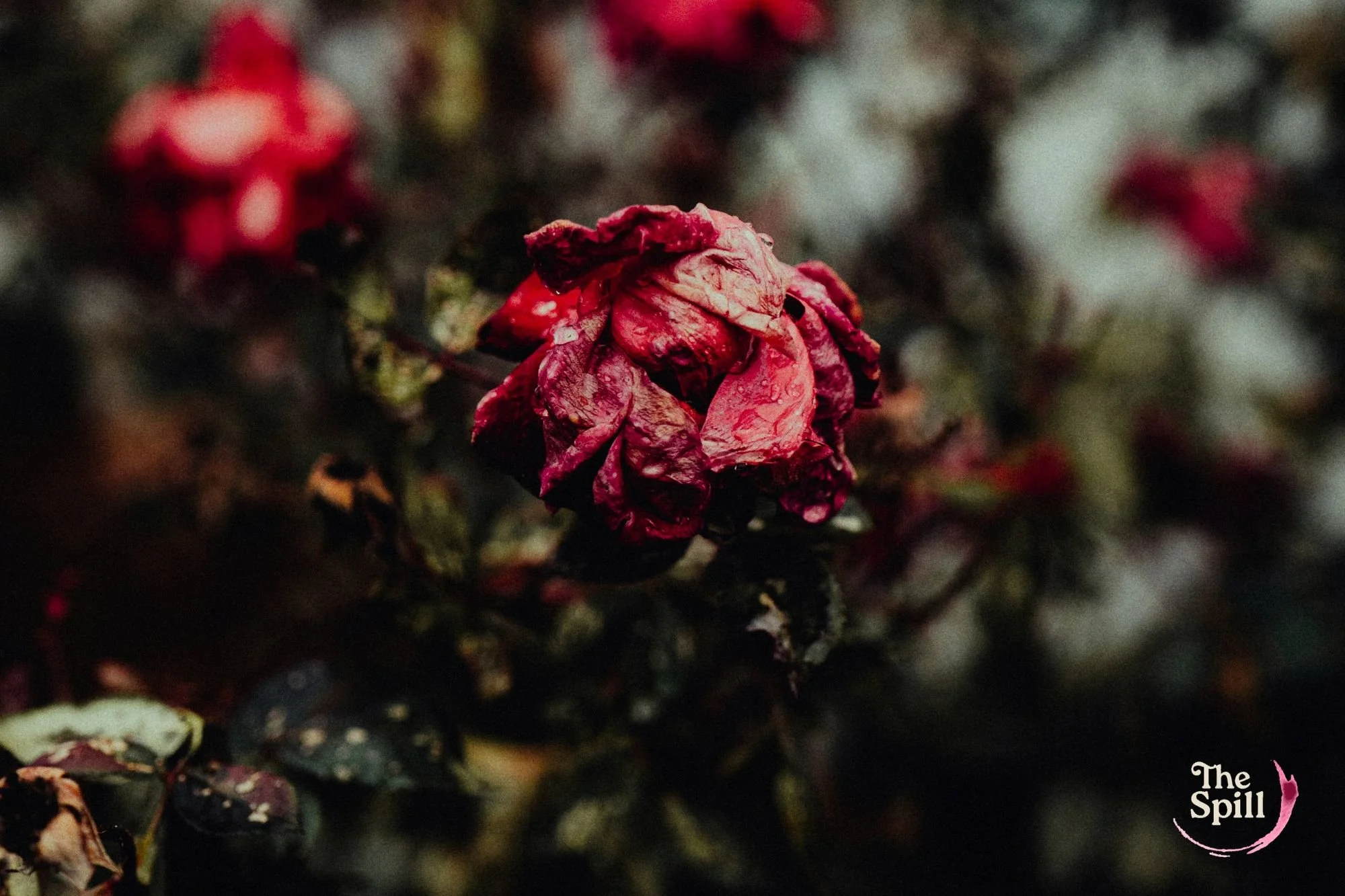 The Spill: How to Read Wuthering Heights Before the Movie Unhinges Us All