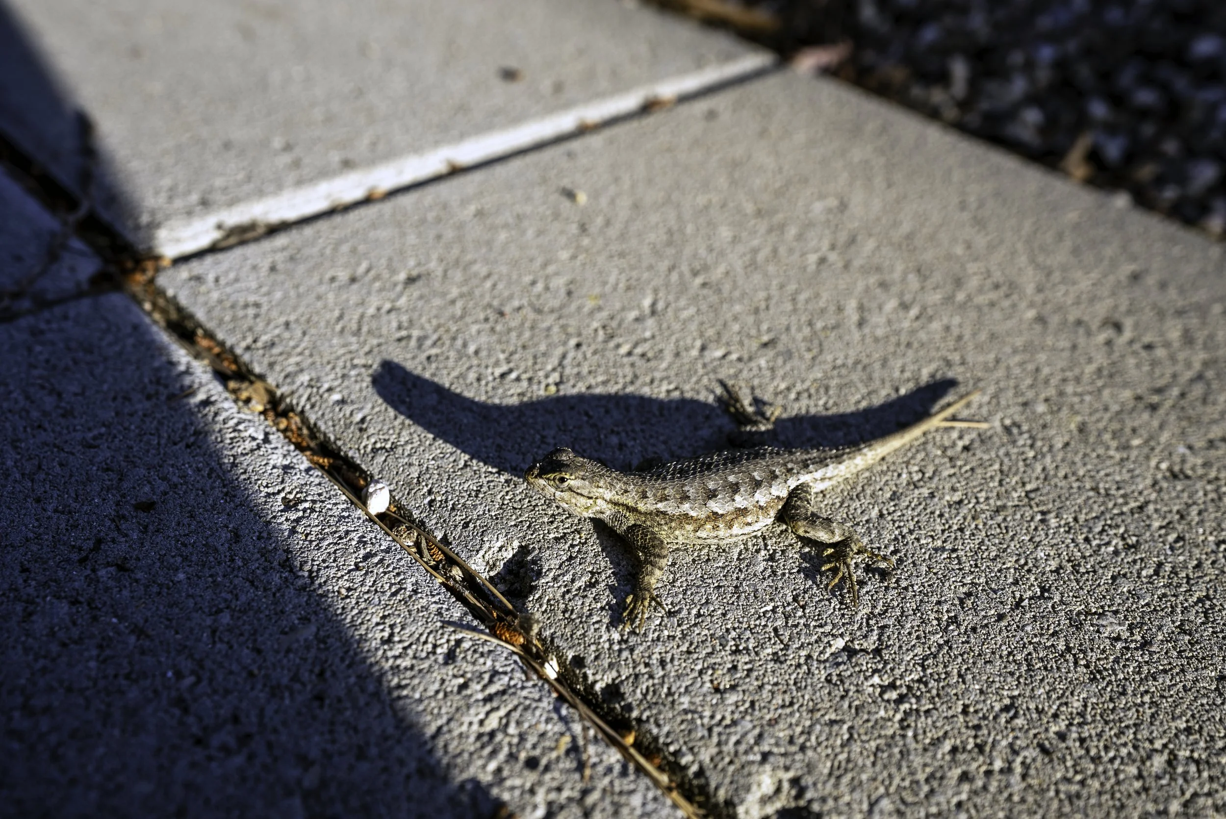 Lizard Outside.jpg