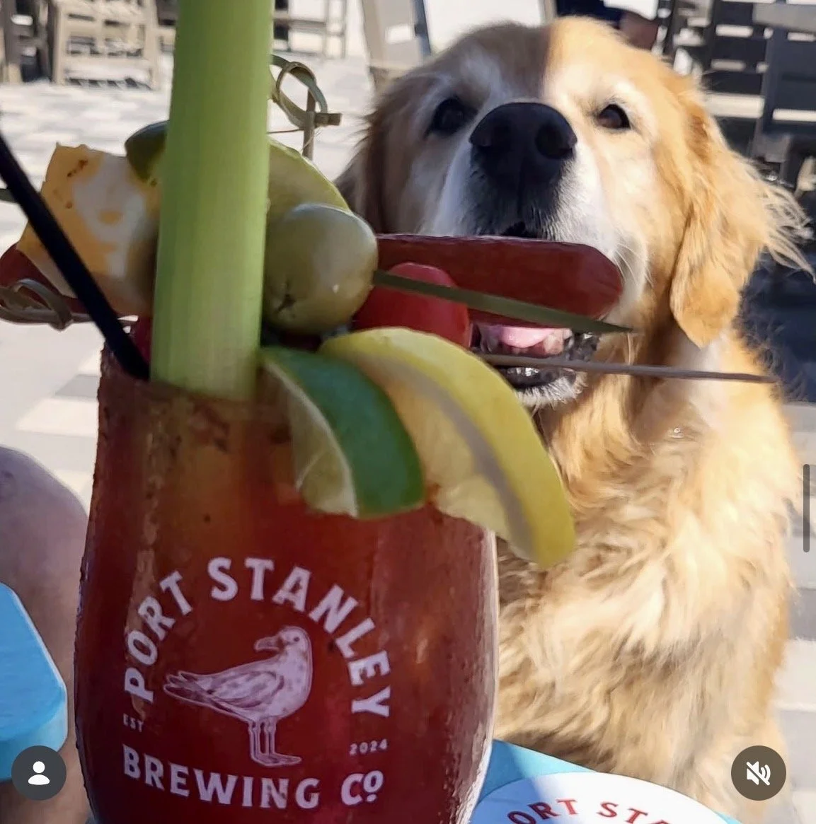 A golden retriever dog holding a large skewer of fruit in its mouth, with a red Port Stanley Brewing Co mug containing various fresh fruits in the foreground.
