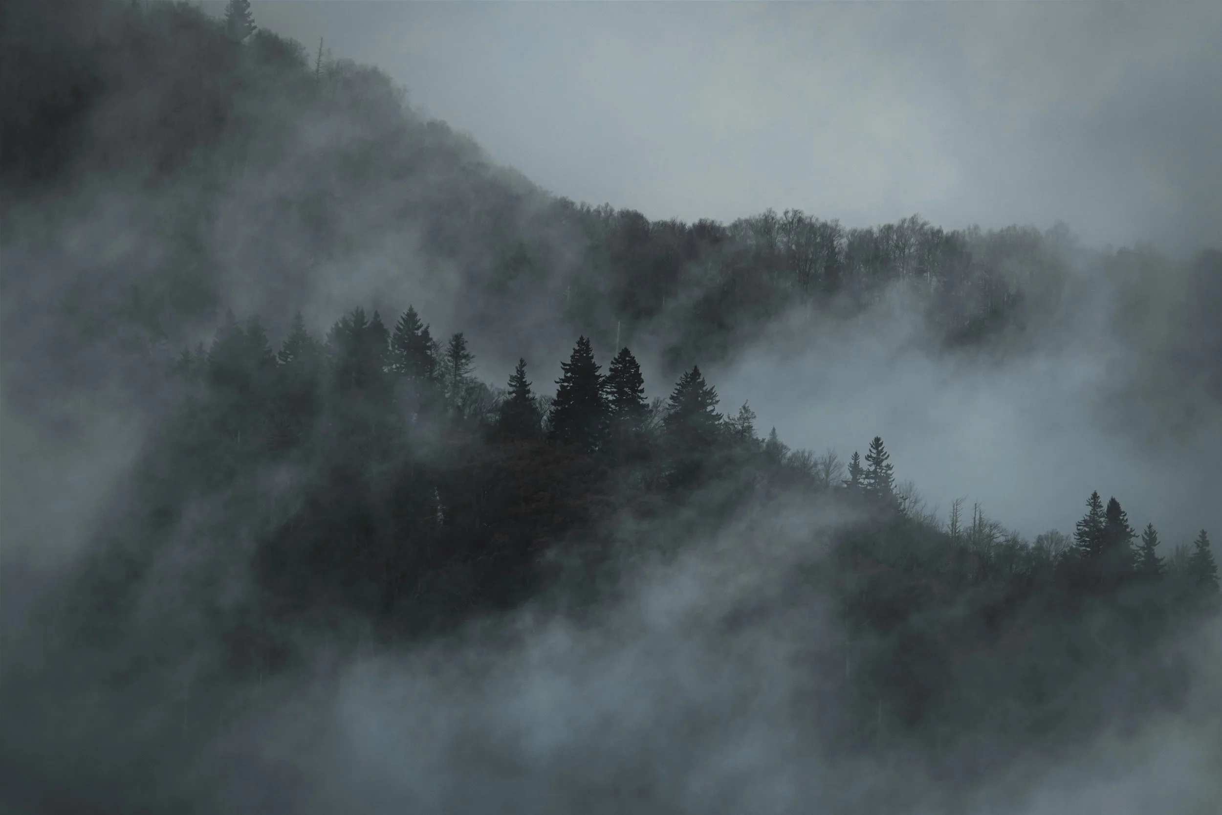 Foggy forested mountain landscape