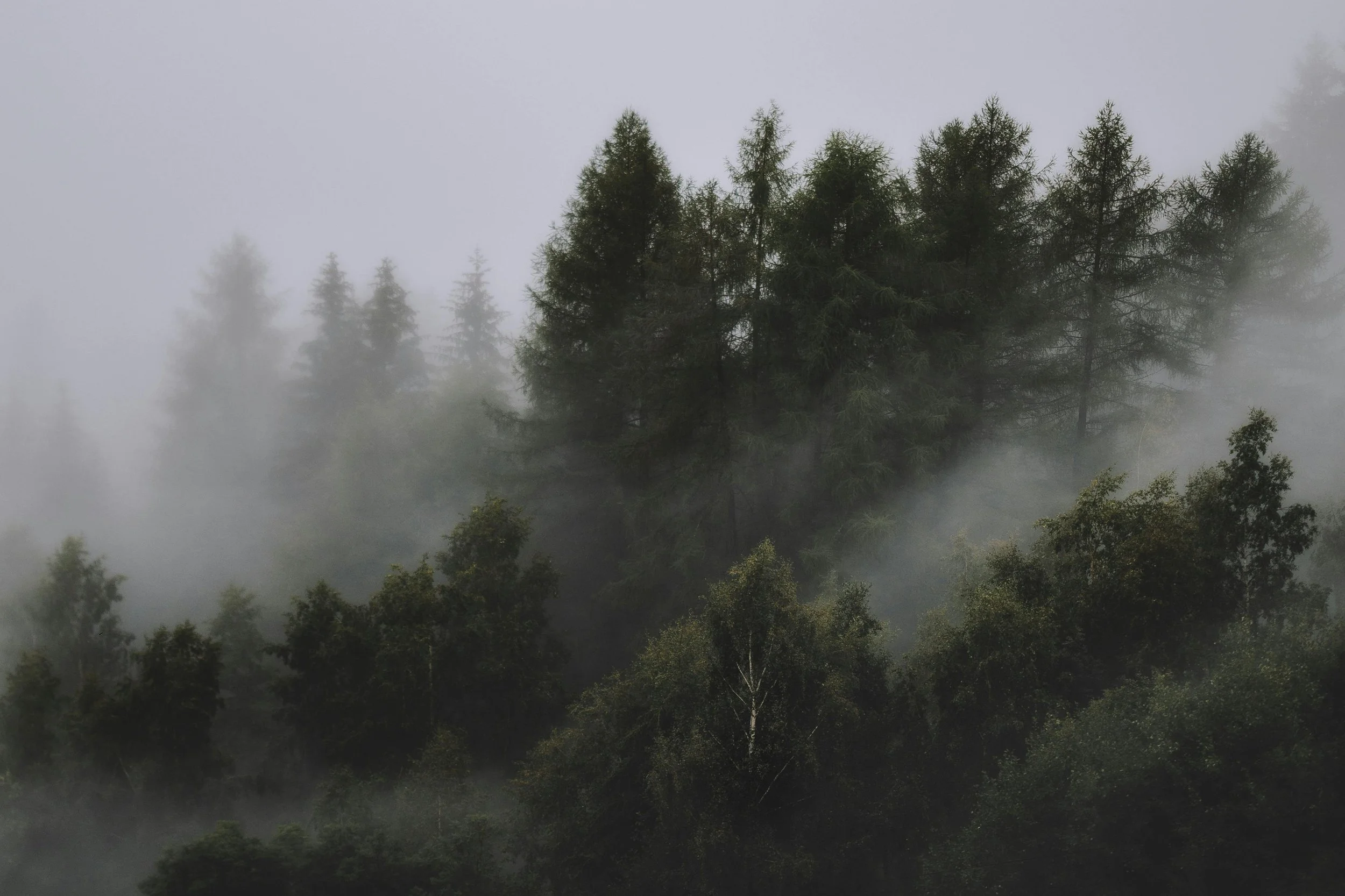 Dense evergreen trees in a foggy forest.