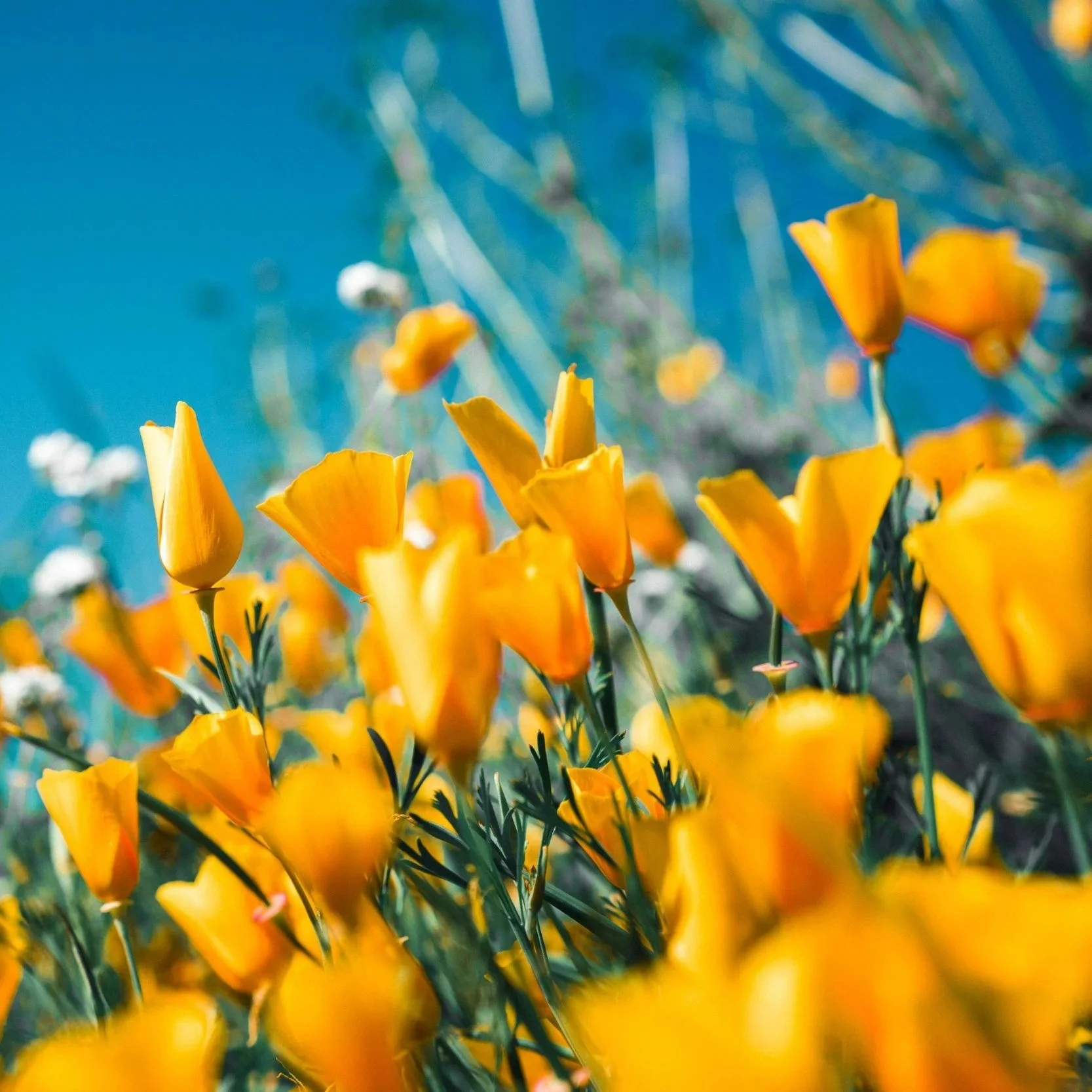 April 2026 Kings Gate West (KGW) HOA Newsletter