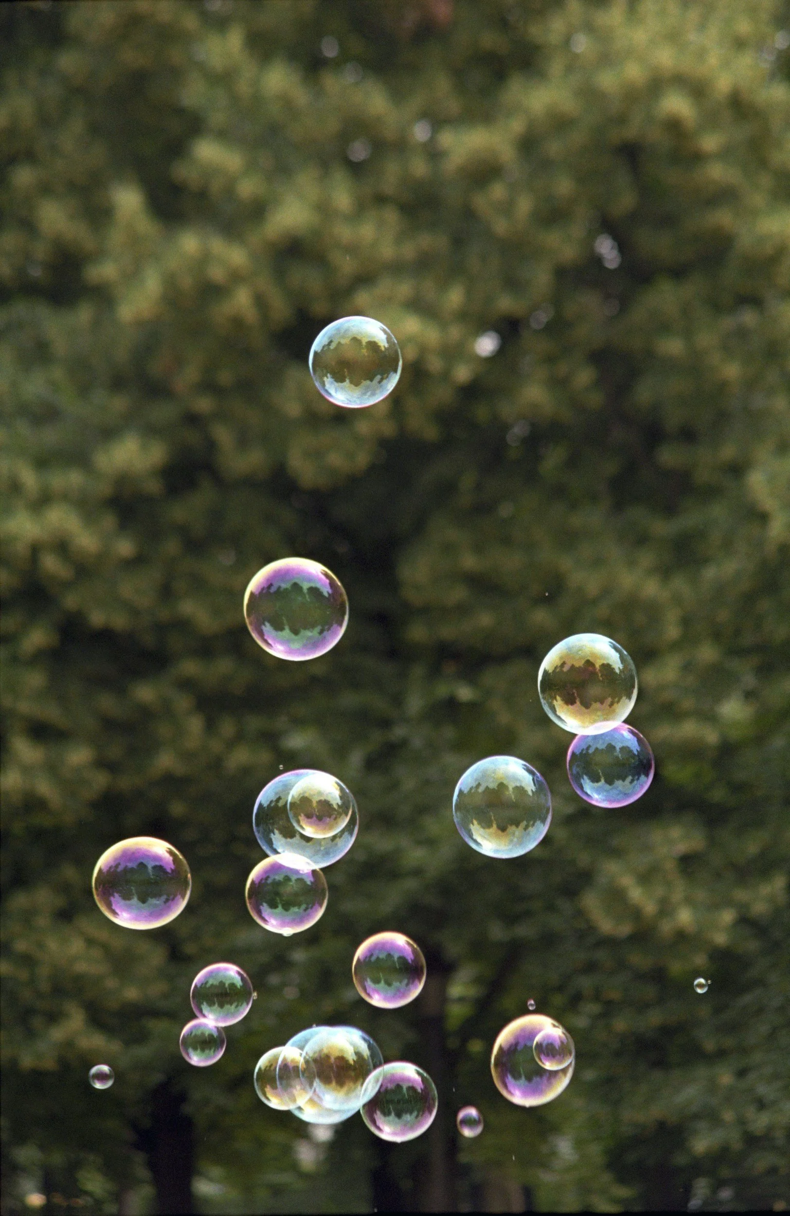 Multiple soap bubbles floating in the air with a blurred green leafy background.