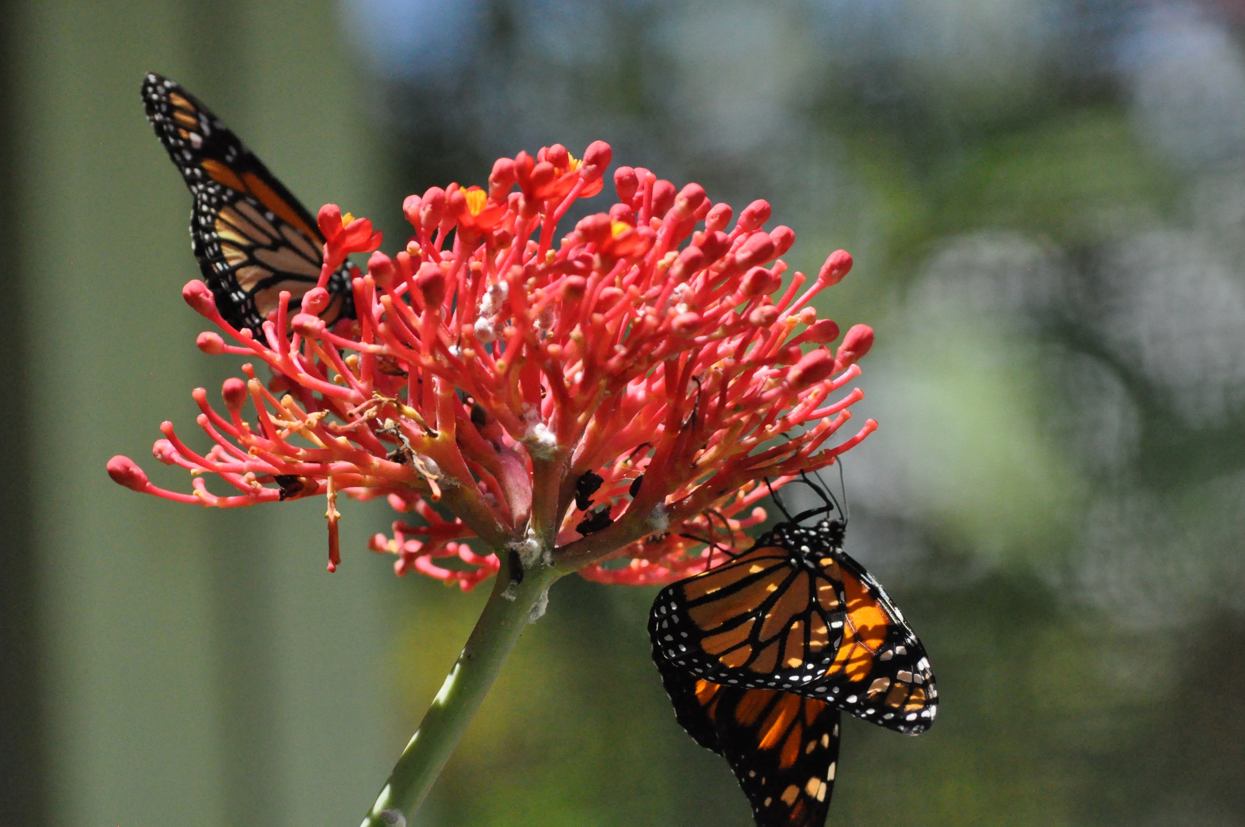 Two monarch butterflies perched on a pink flower with numerous small buds, against a blurred green background.