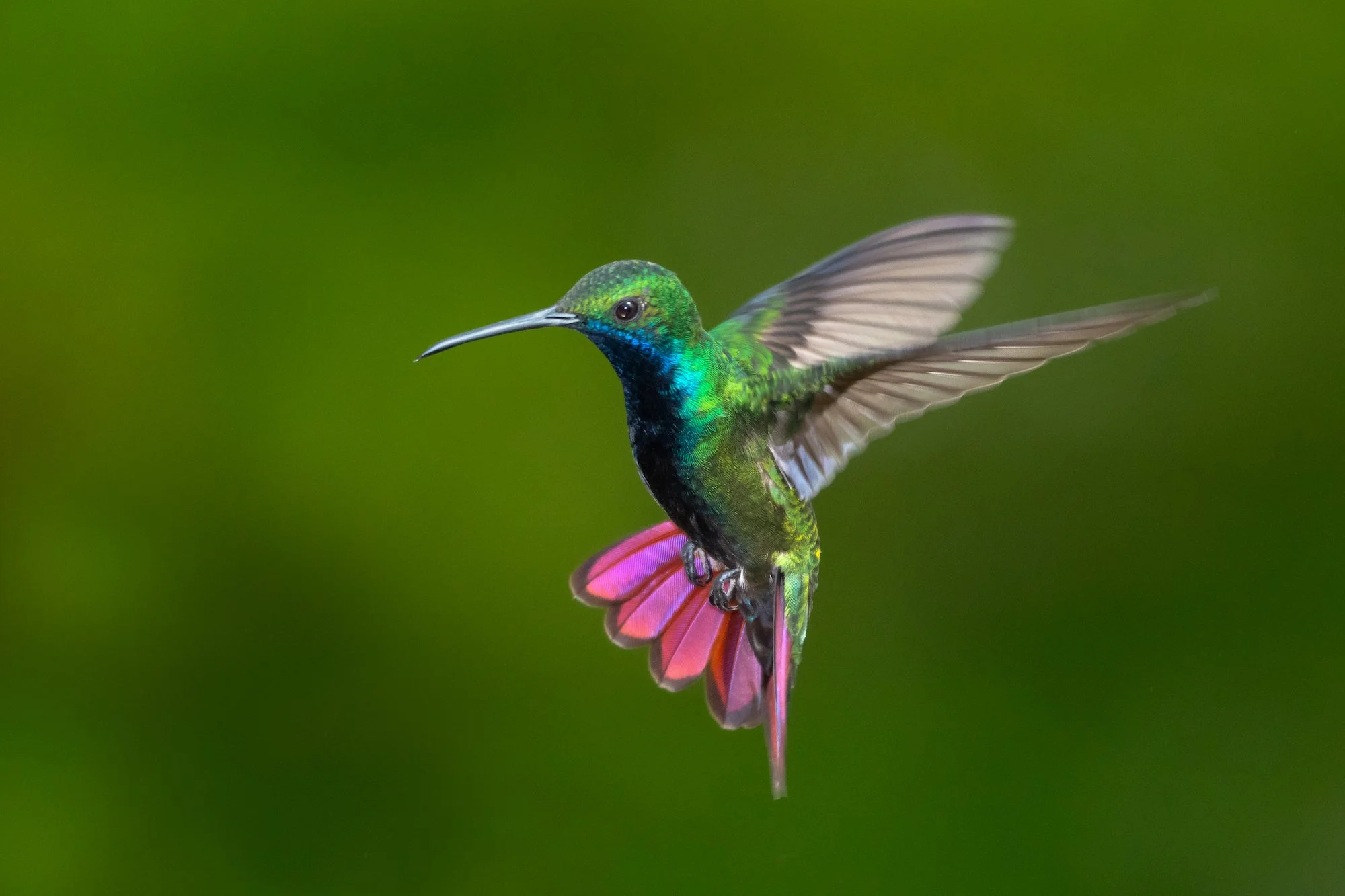 Colorful hummingbird in flight with green, black, blue, and pink feathers against a blurred green background.