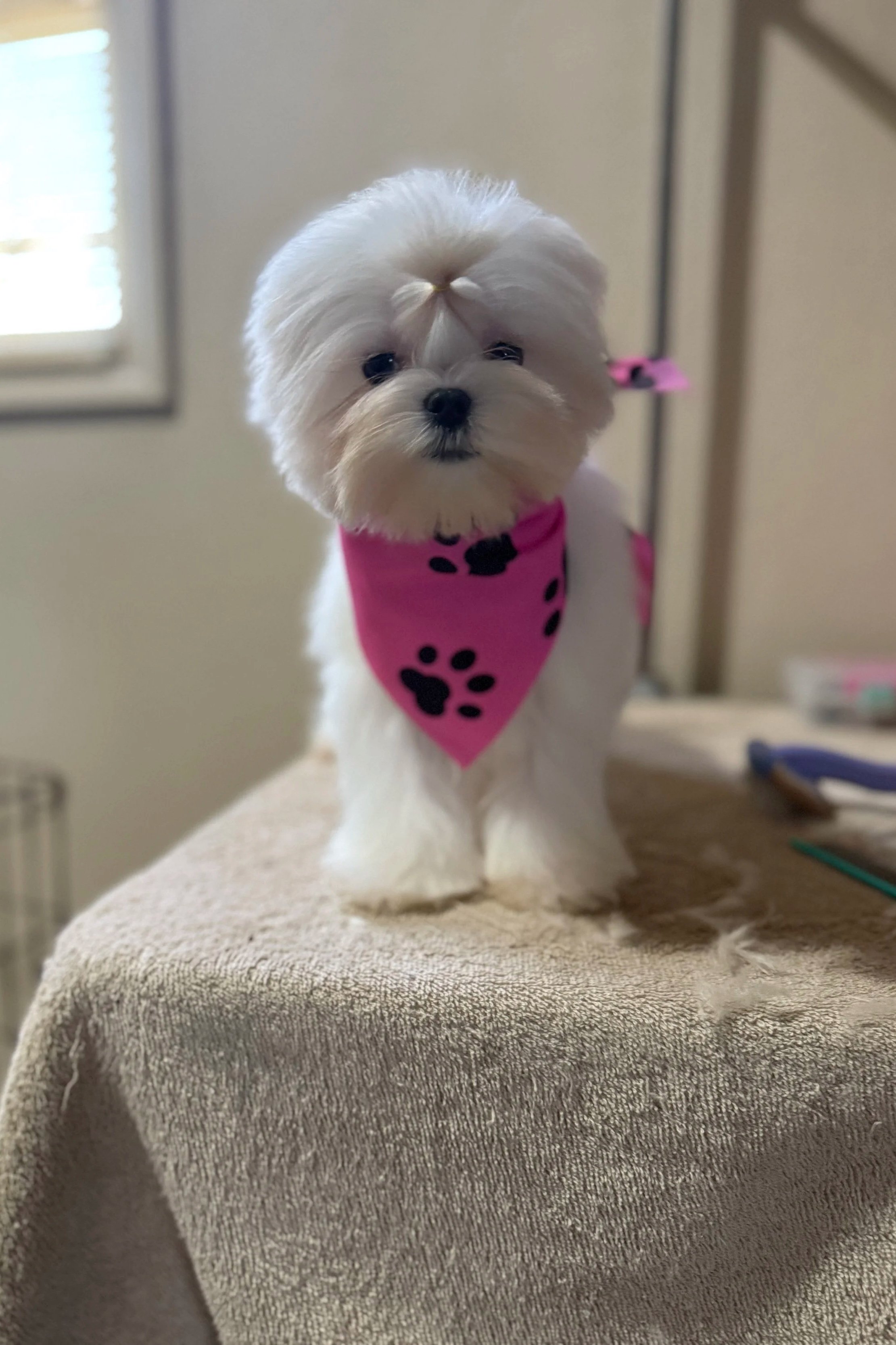 A small white dog with long fur and a top knot, wearing a pink bandana with black spots, standing on a beige surface in a room with a window and some objects in the background.