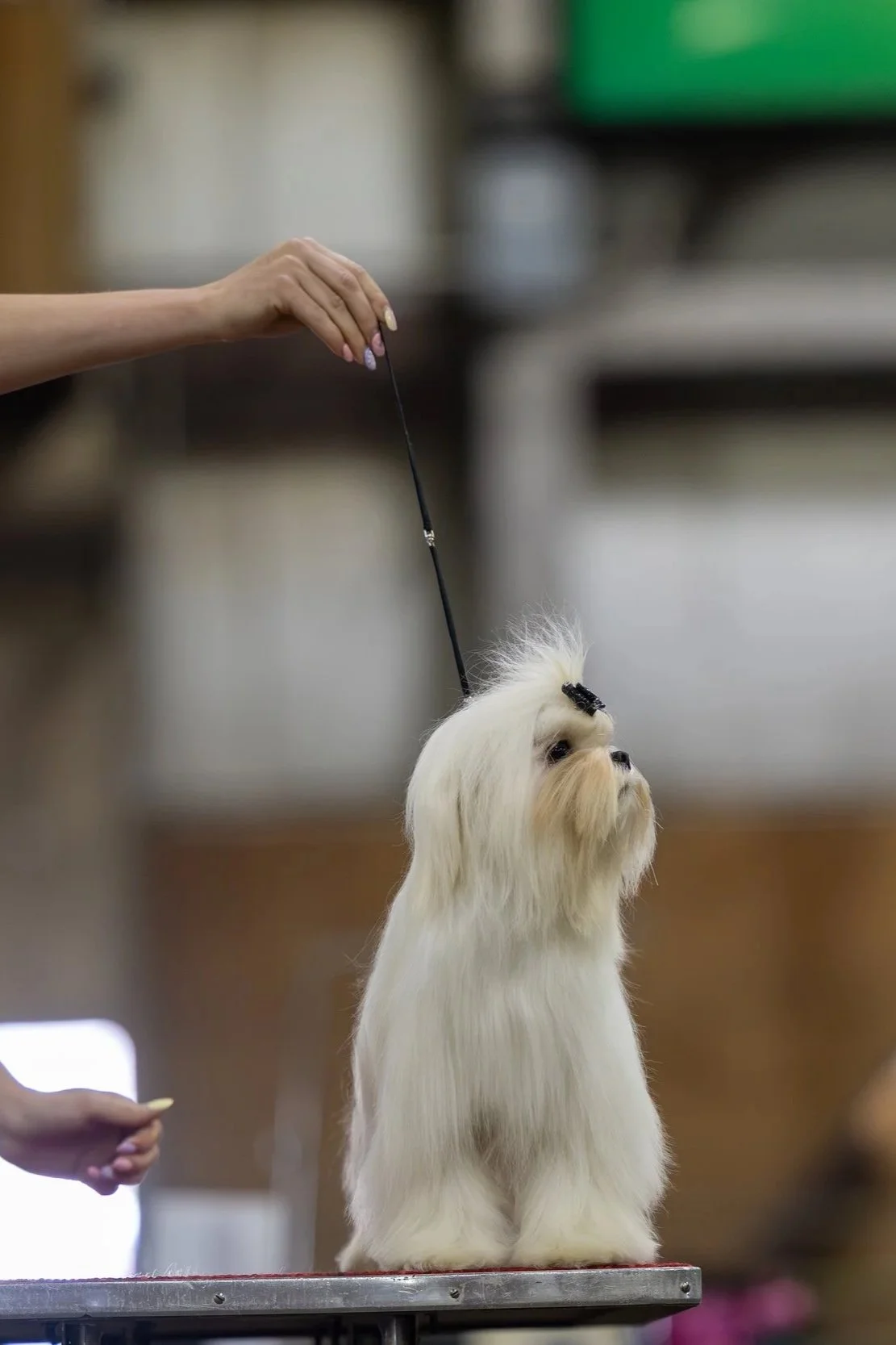 A small white dog, possibly a Maltese, standing on a grooming table with a grooming clip on its head, being groomed by a person holding a grooming tool, indoor setting.