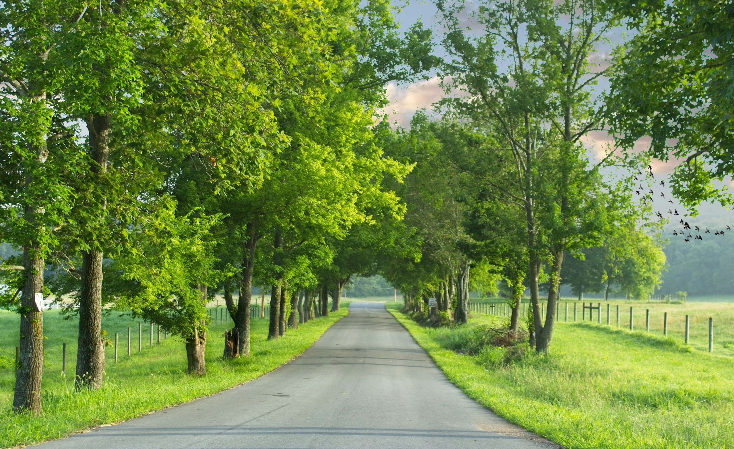 A tree-lined road with lush green leaves, a bright sky, and a flock of birds flying overhead.