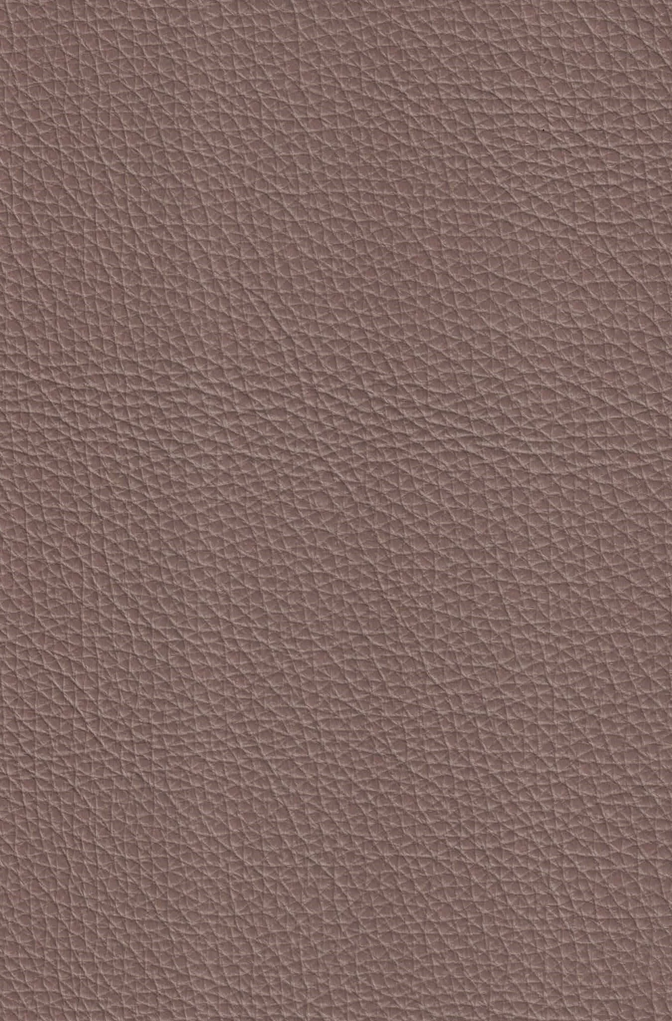 MAMMOTH MUSHROOM.jpg