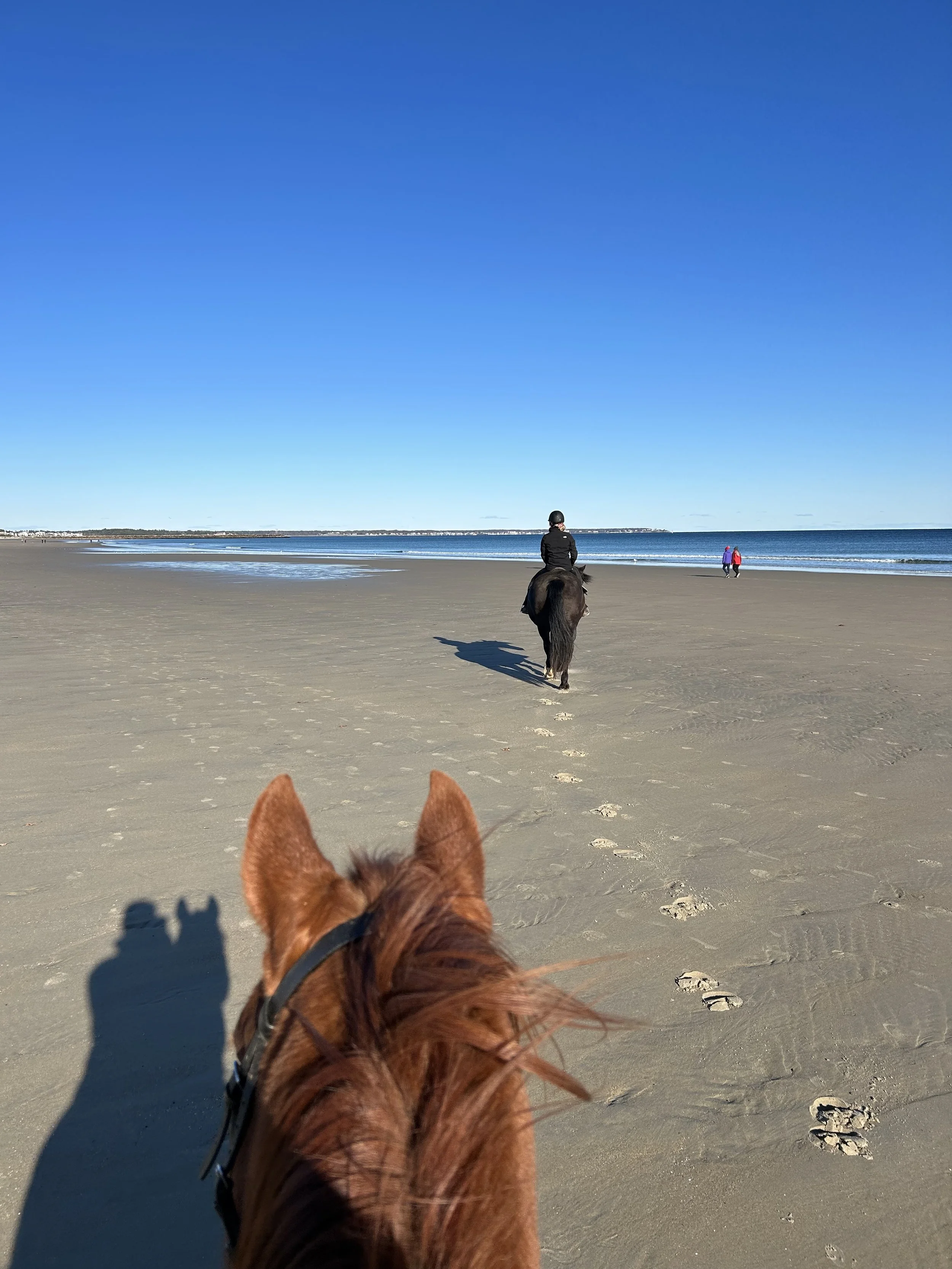 Valentine’s Pony Rides