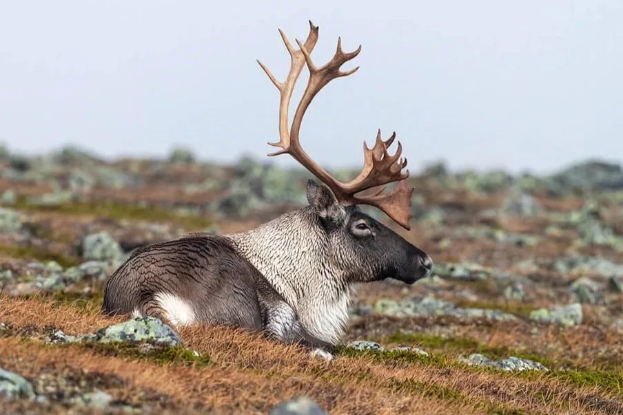 Canadian caribou.