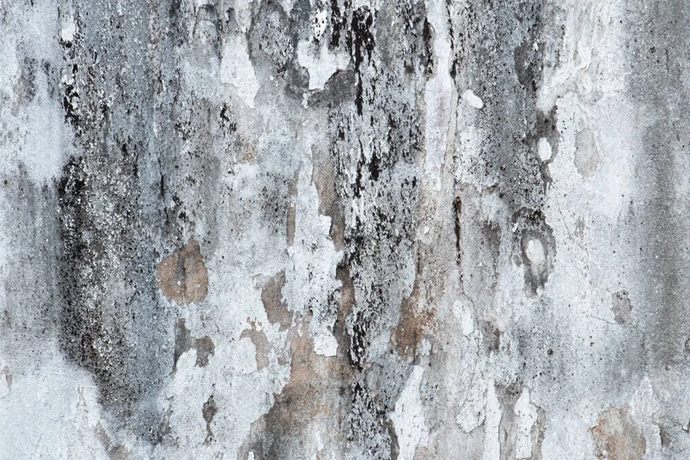 Mould Sampling & Remediation Planning