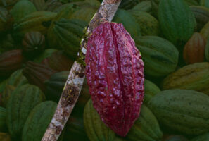 Cacao híbrido.
Los árboles de cacao híbrido son el resultado del cruce entre distintas variedades genéticas, seleccionadas por sus características productivas, resistencia natural y adaptación al entorno. Presentan una estructura intermedia, con copa