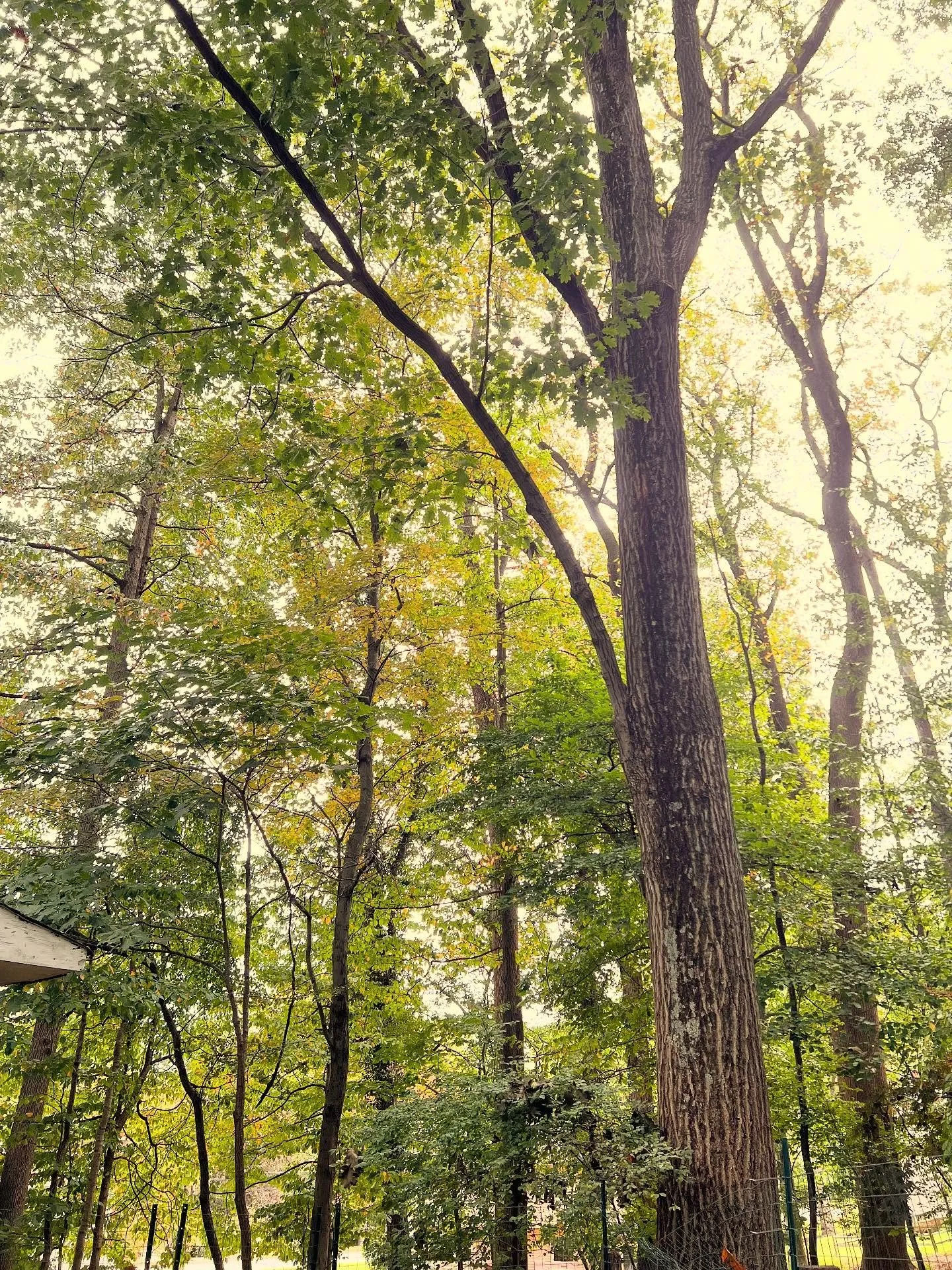 🍂✨ Happy Fall Equinox! ✨🍂

The Sun has moved into Libra and G-Center Gate 46 &ndash; the Gate of love for our physical bodies &amp; celebrating the simple fact of being alive.

I spent yesterday&rsquo;s Virgo New Moon eclipse under the trees in a s