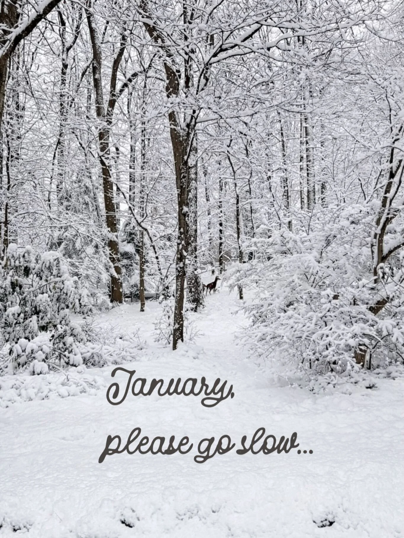 January, please go slow.

There is no rush to have your year figured out.

Intentions and goals are a beautiful thing. They give shape to where we are headed. But they do not need to be forced into place right now.

The calendar may have turned, but 