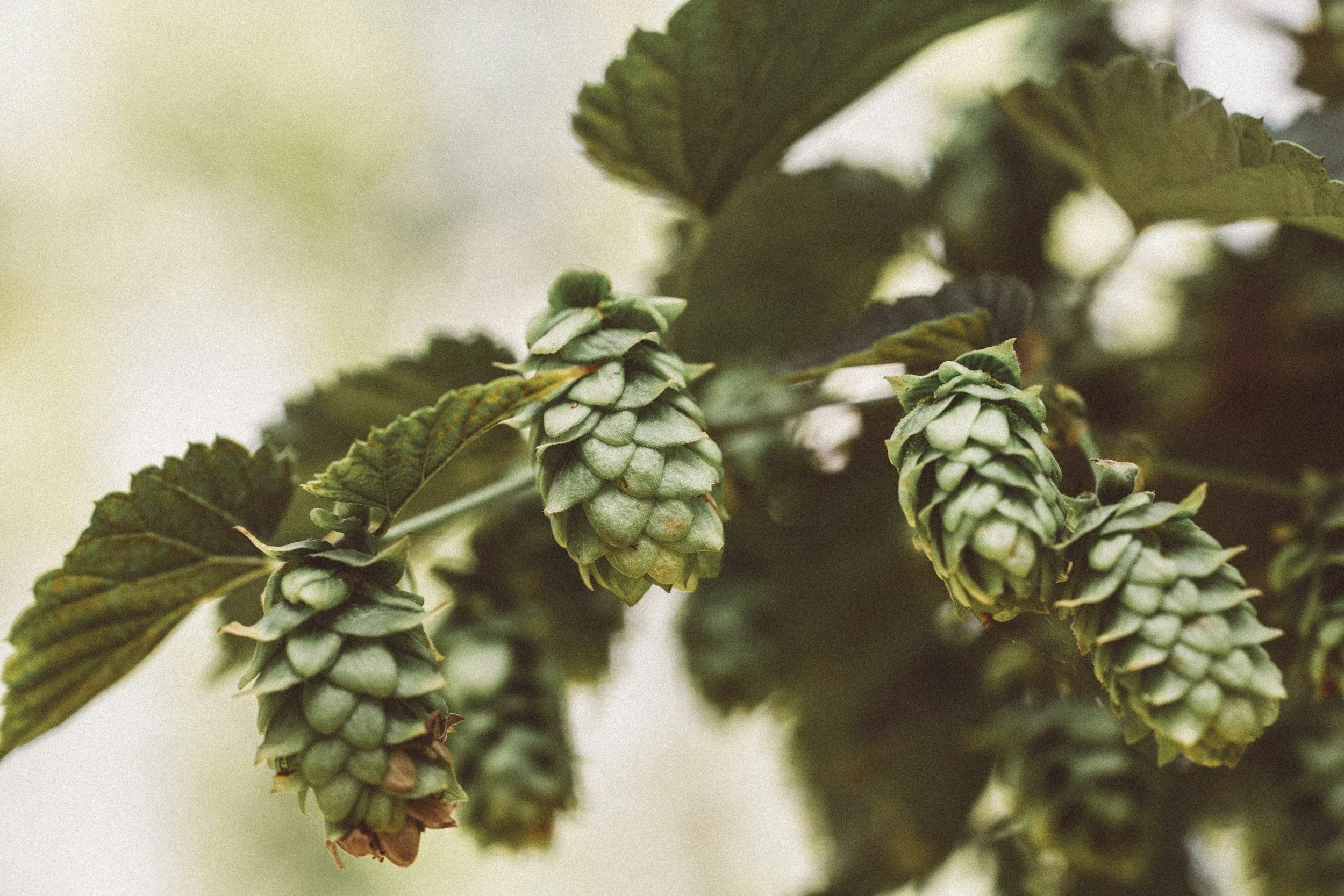 Close-up of green hop cones on a vine, with leaves surrounding them.