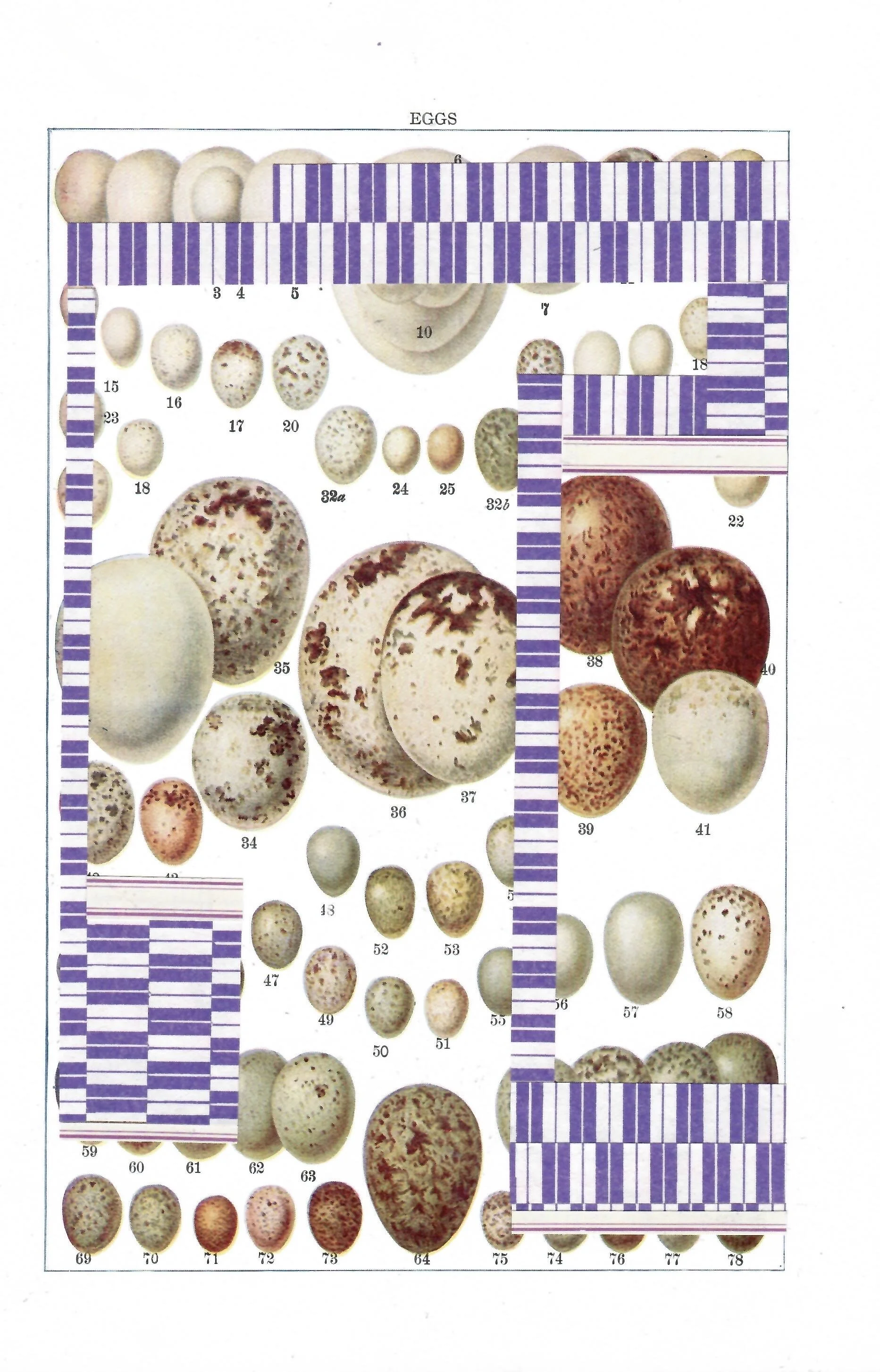 Eggs.jpeg
